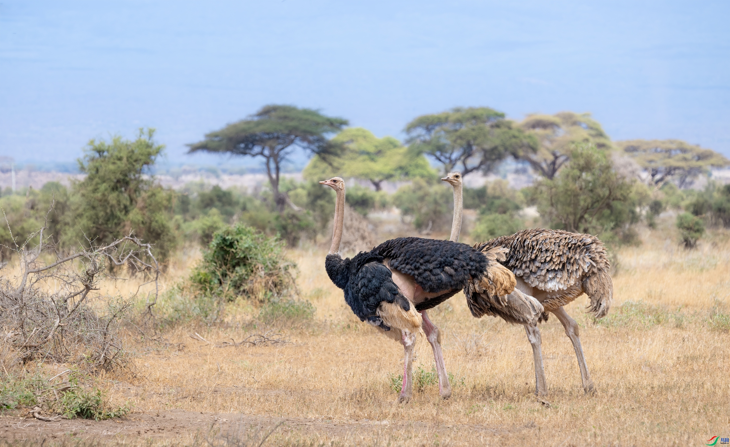 ��ٳ ���� ��Ͽ֮�� ����.jpg