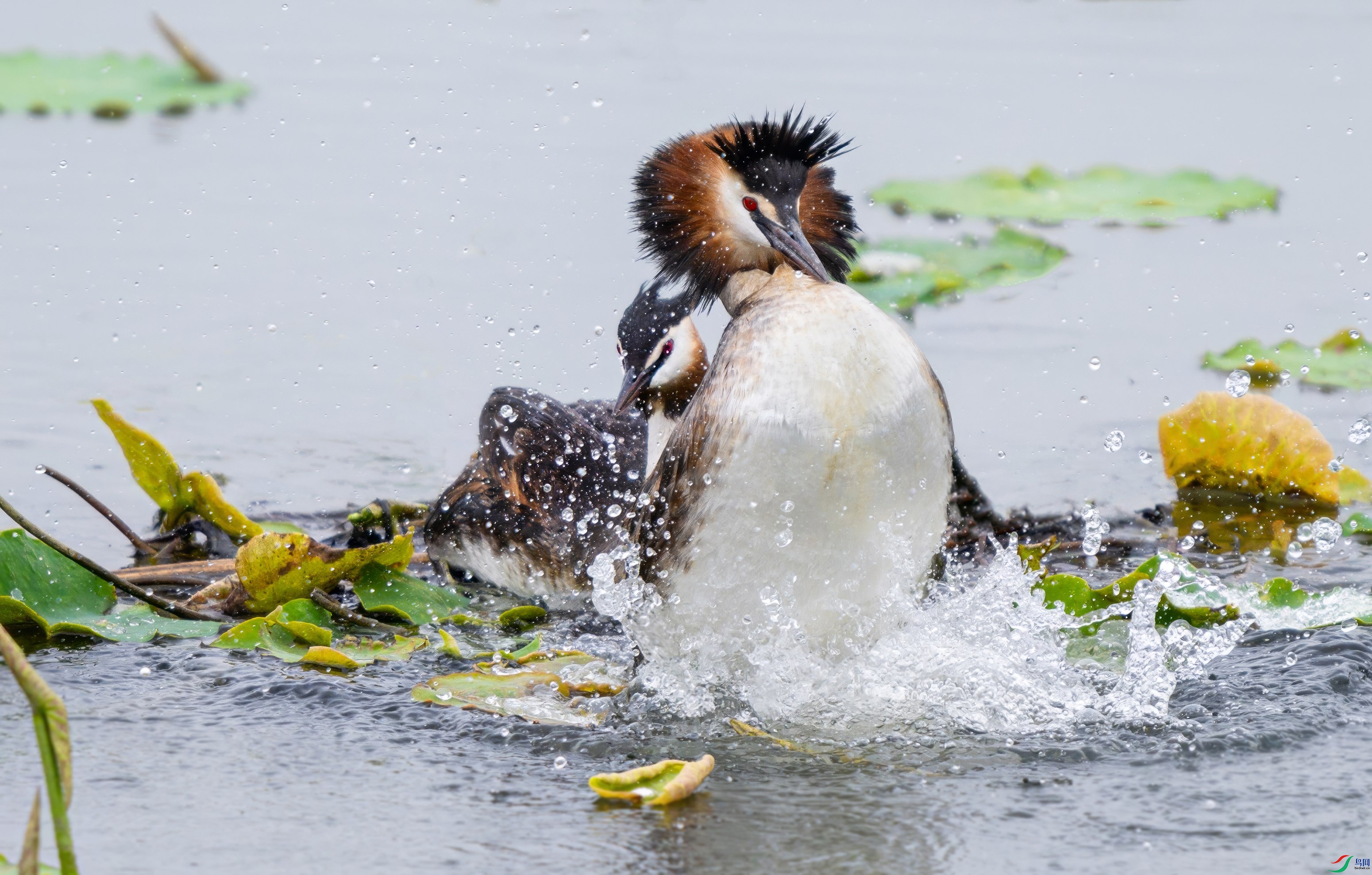 DSC_8426-topaz-denoise-enhance-1x.jpg