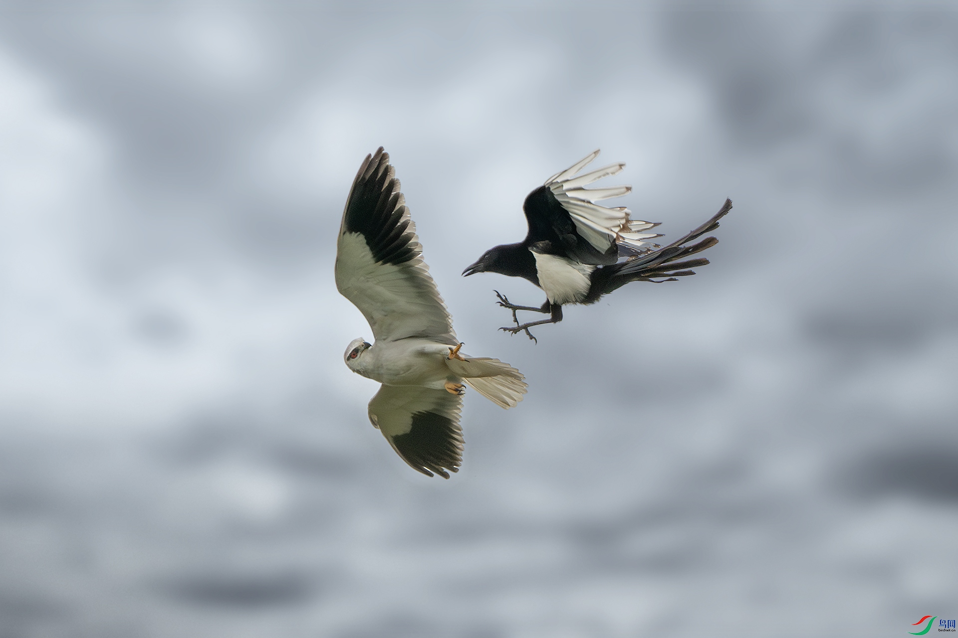 _DSC4080-����ǿ-NR ����.jpg