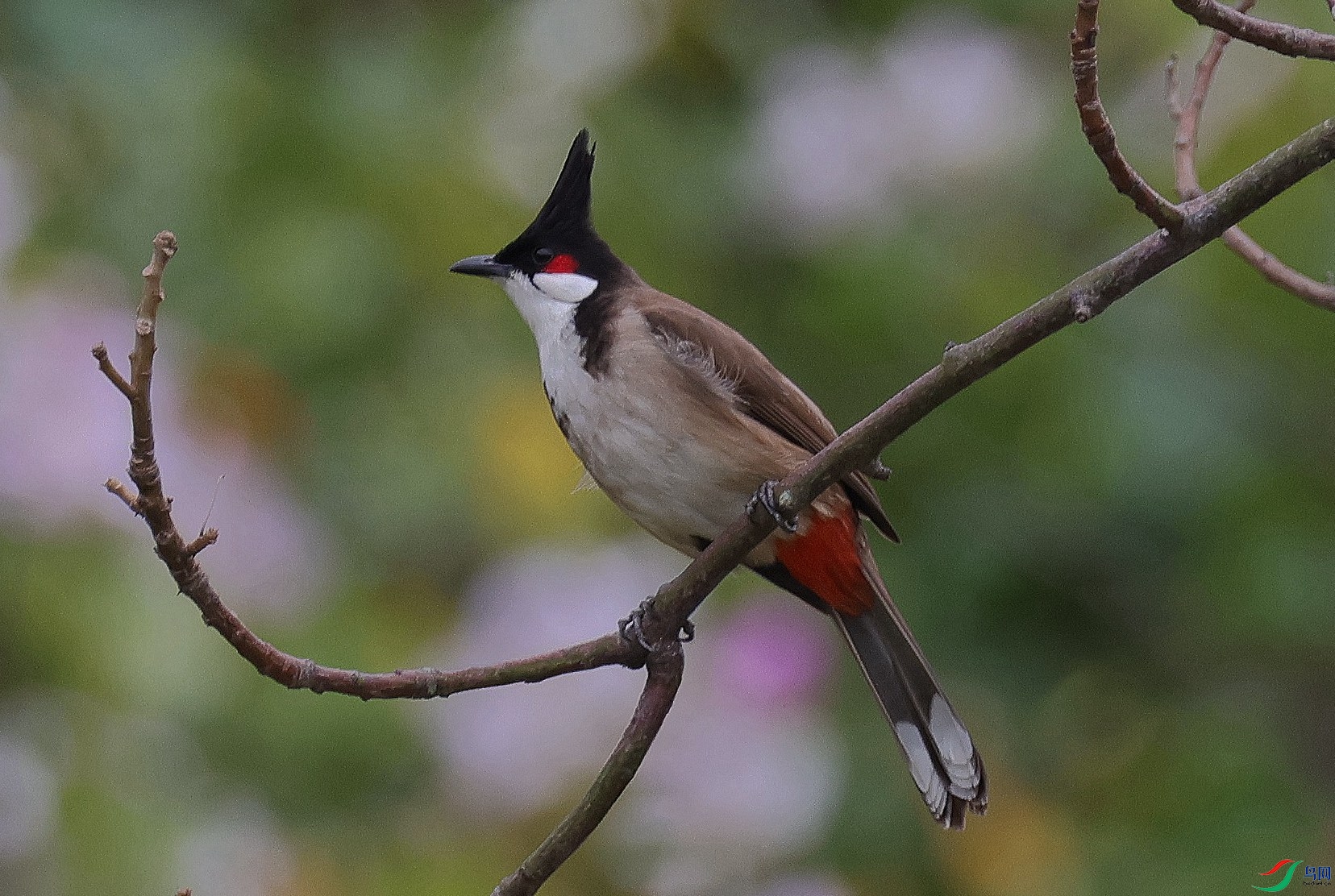 ������֦