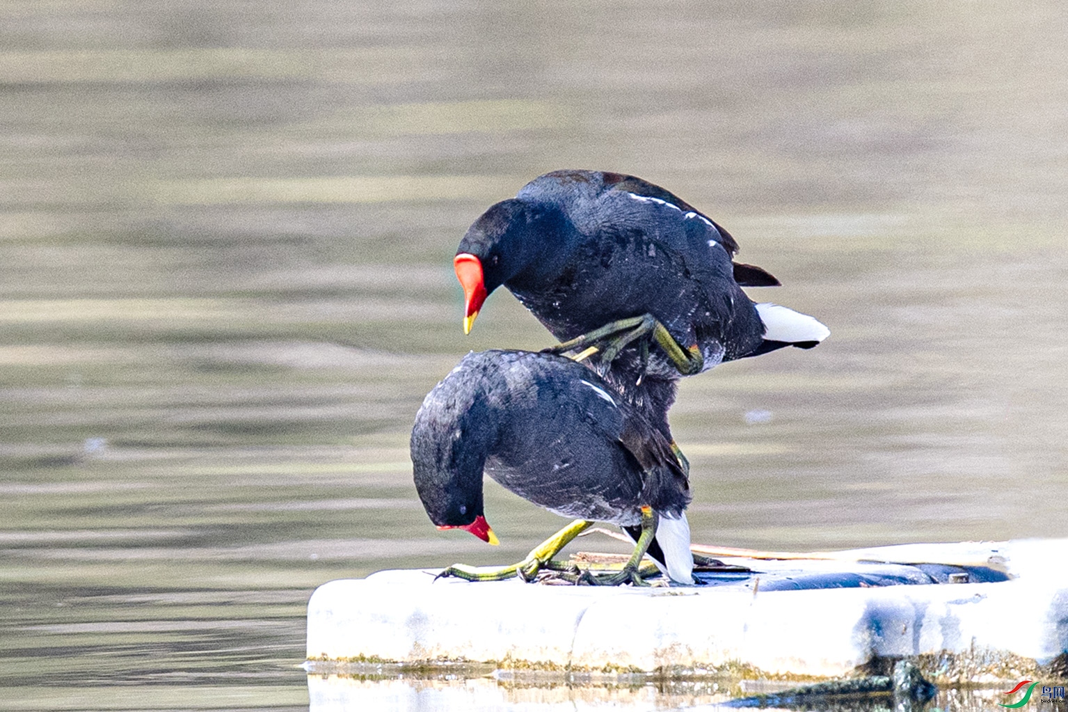 _90I5414 ����.jpg