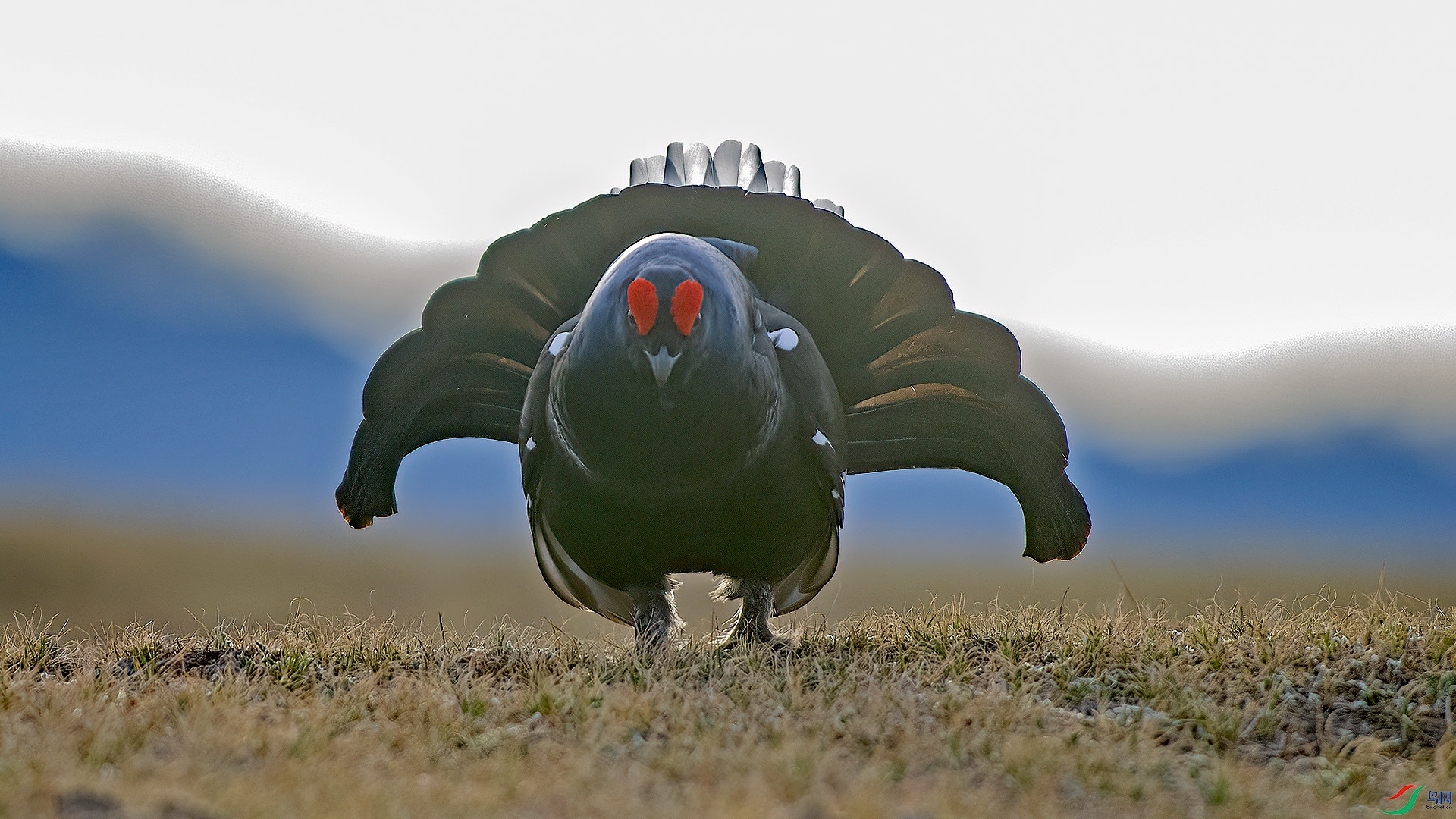 DSC_331nn4.jpg