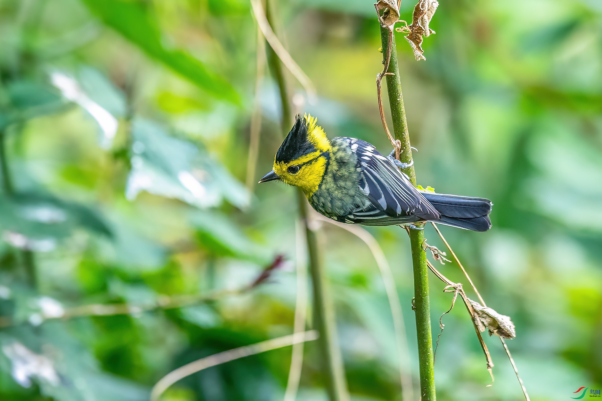 DSC_4103.jpg