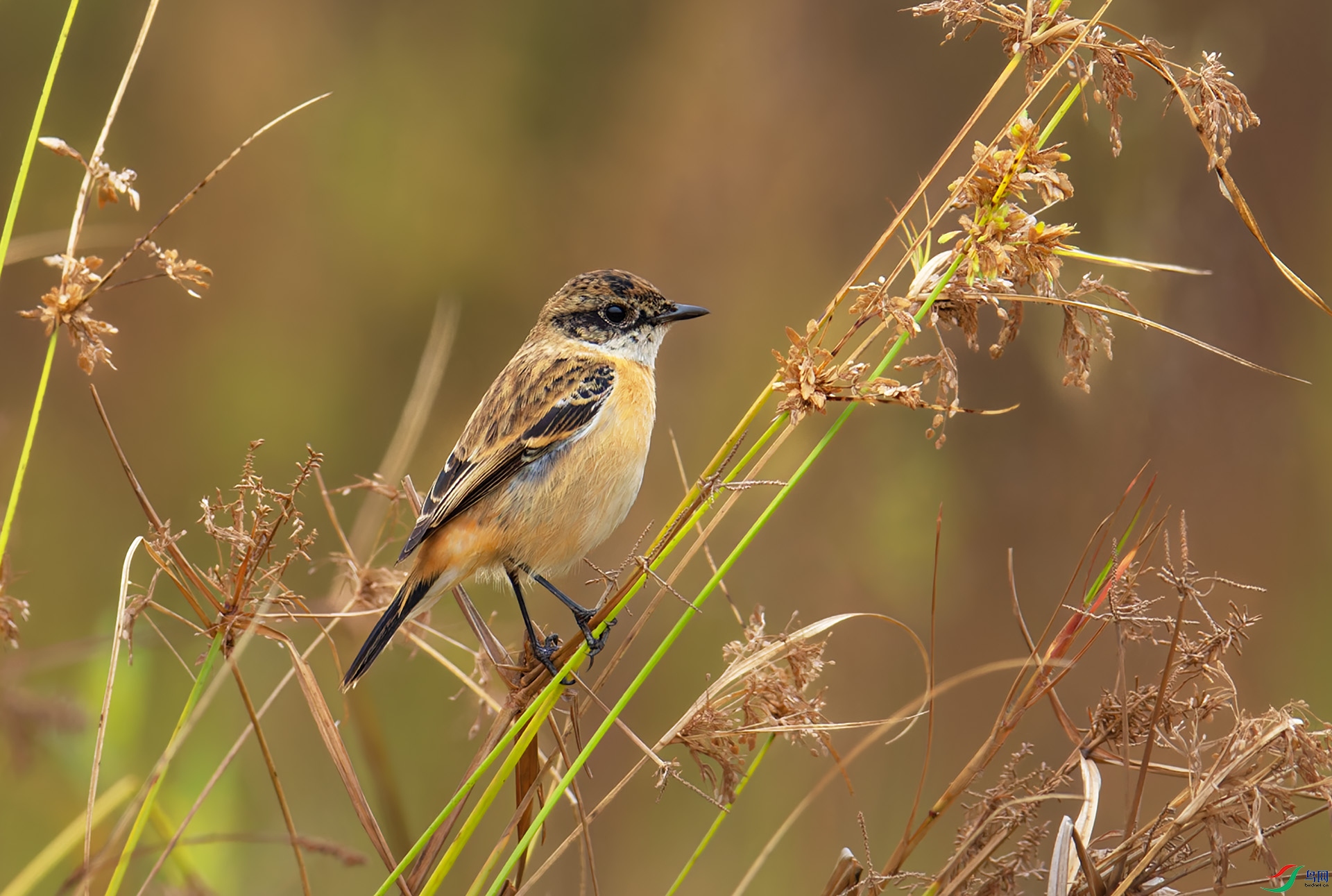 DSC_2730-1.jpg