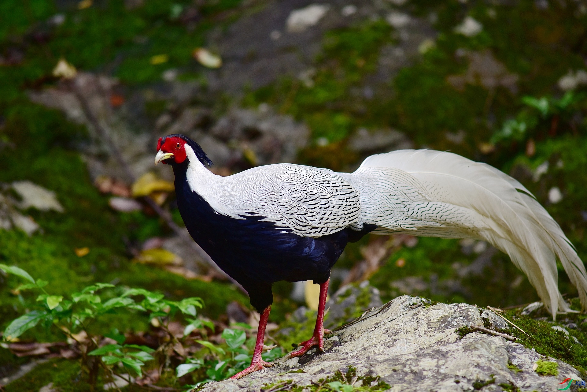 D8I_0893.jpg
