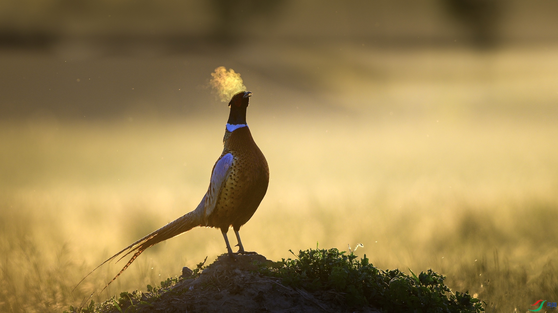 1_XXL1098 ����.jpeg