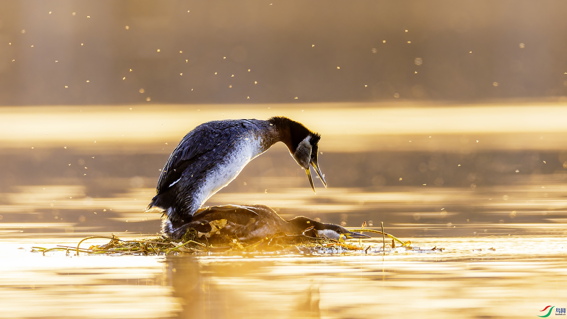 _DLI9023-CR3_DxO_DeepPRIMEXD ����.jpg