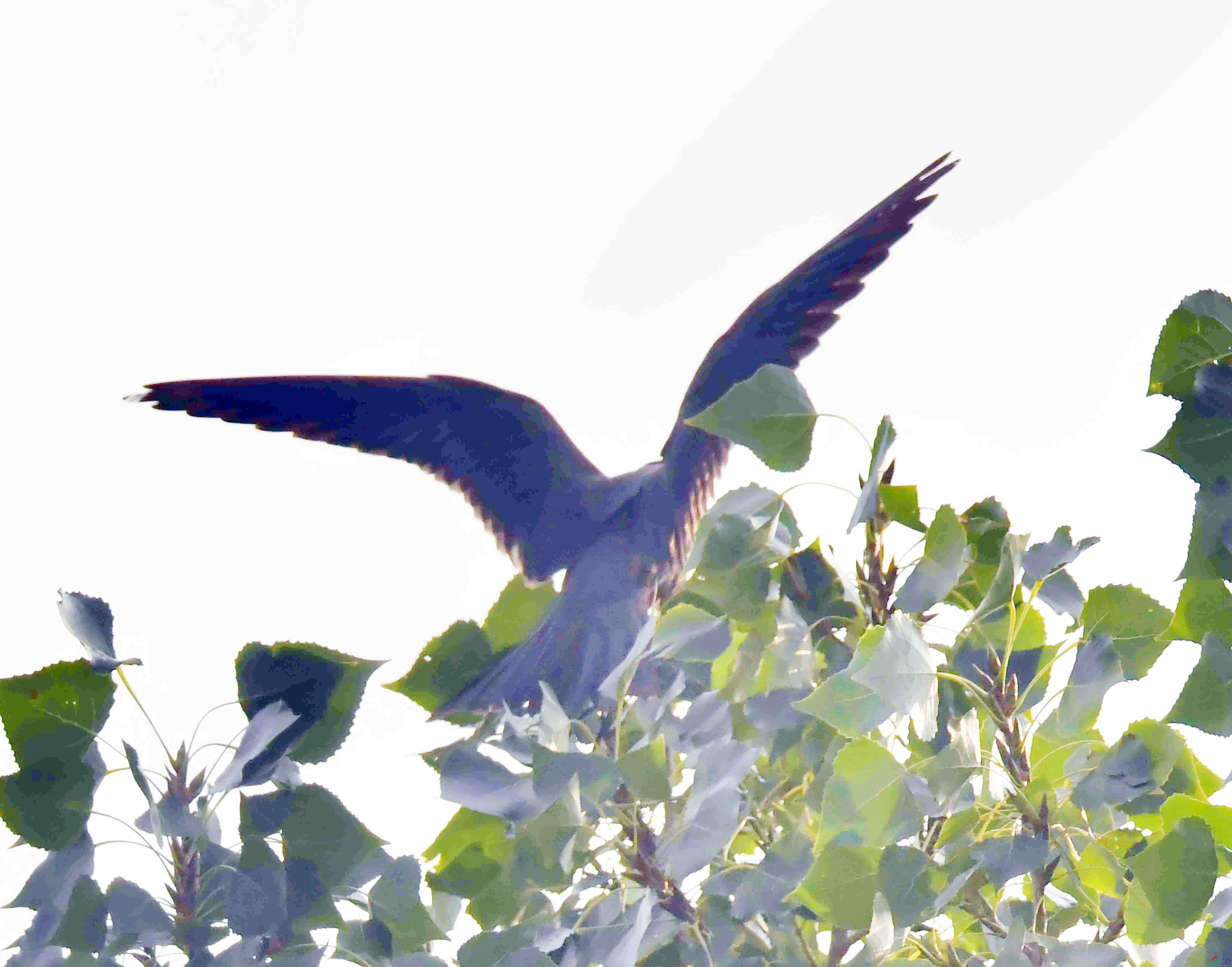 DSC_5177.JPG