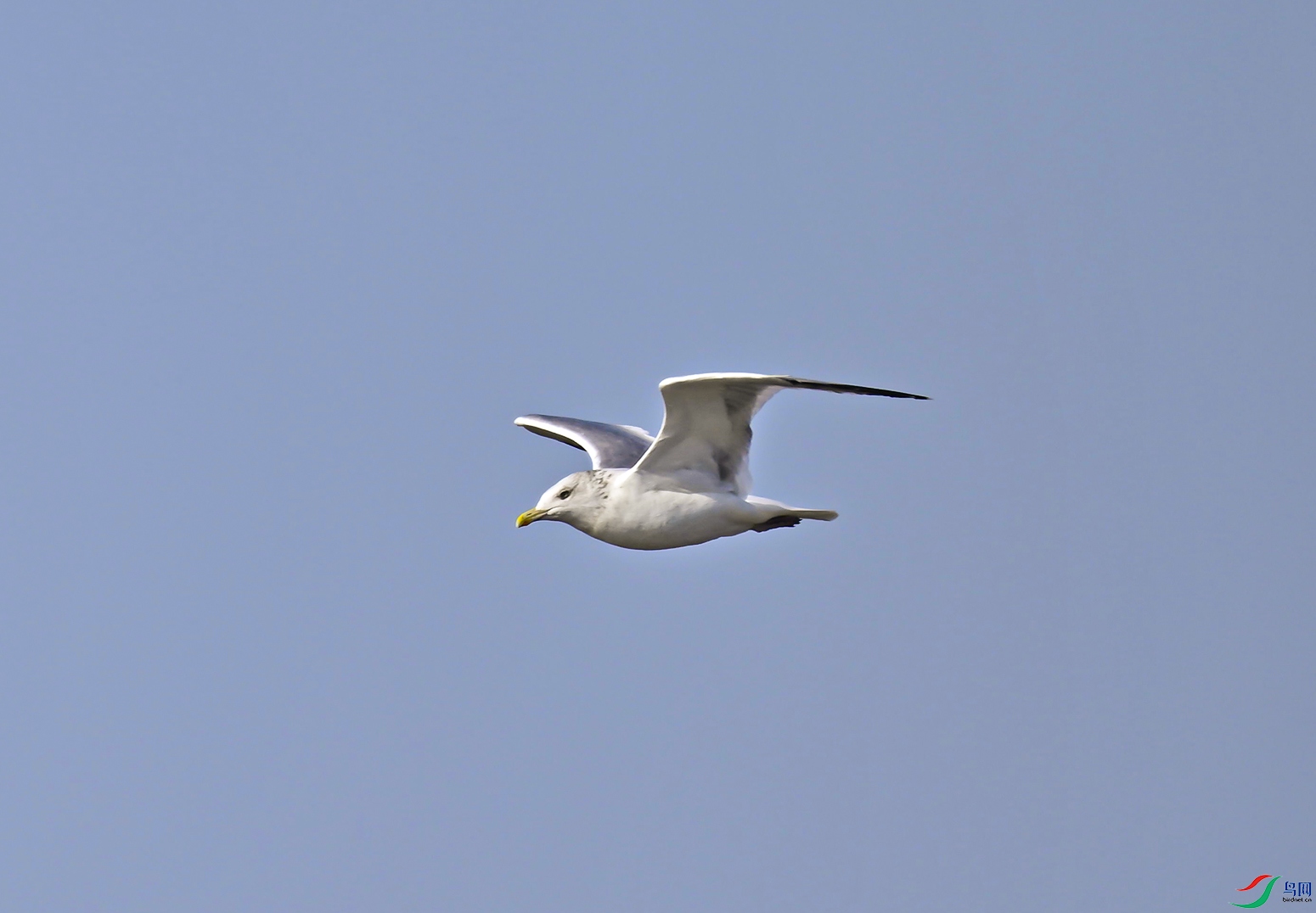 _DSC8412f.jpg