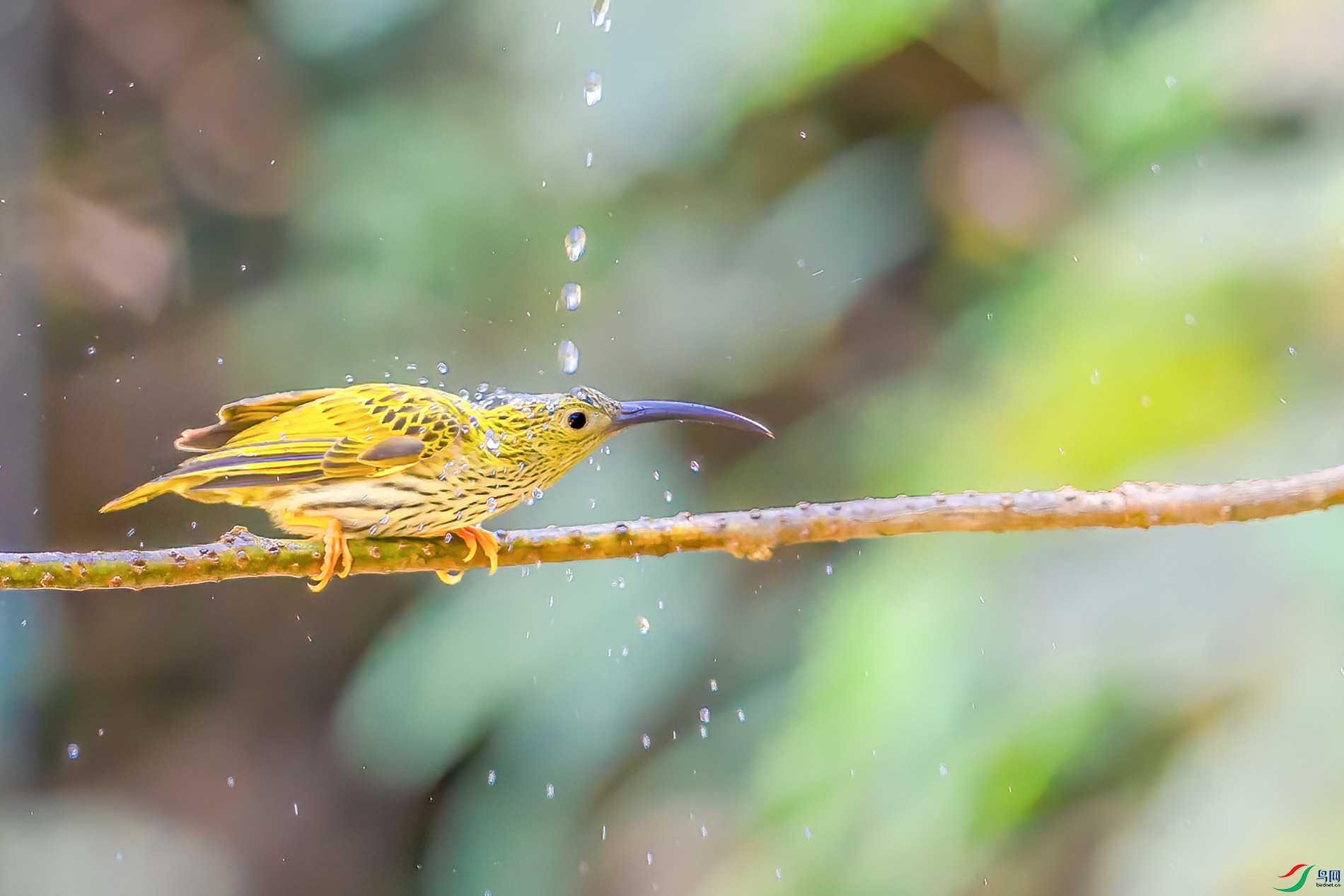 a_75384-1.jpg