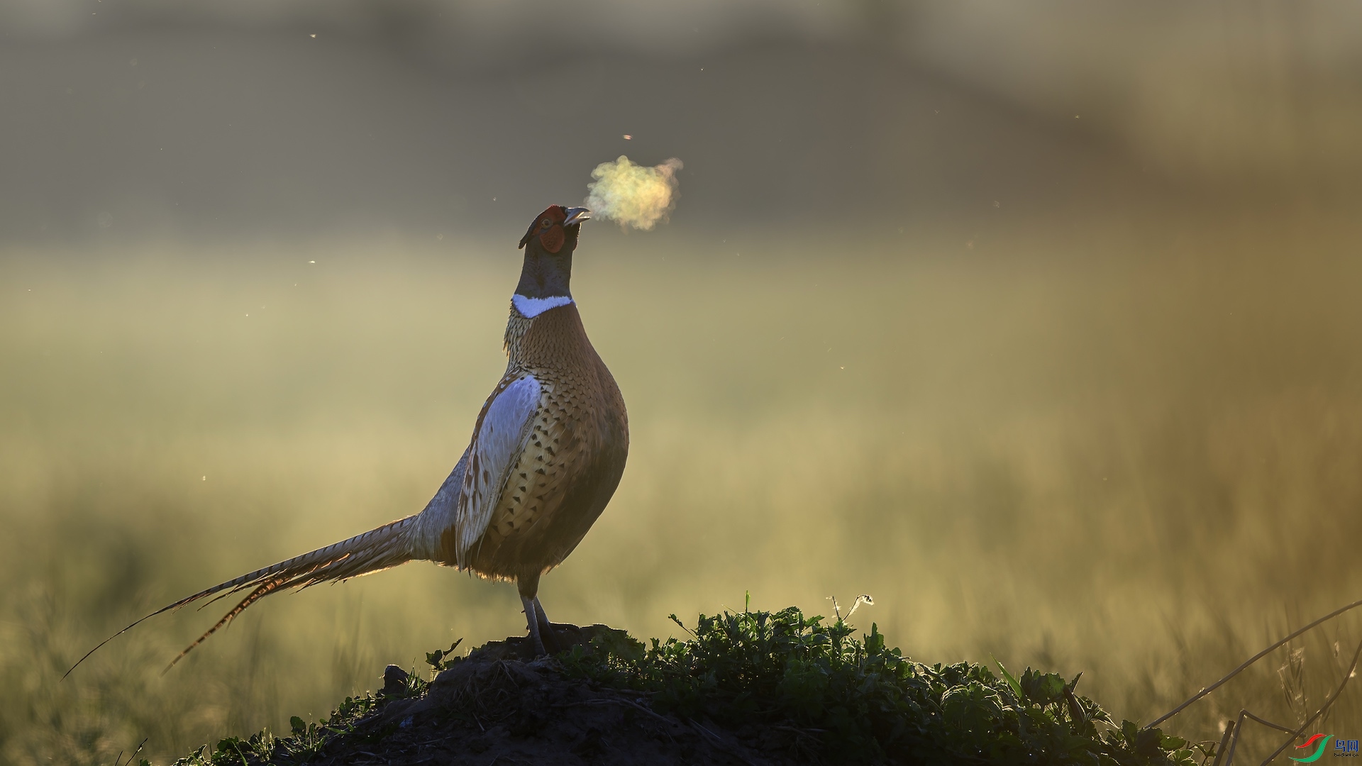 1_XXL1222-����ǿ-NR ����.jpeg