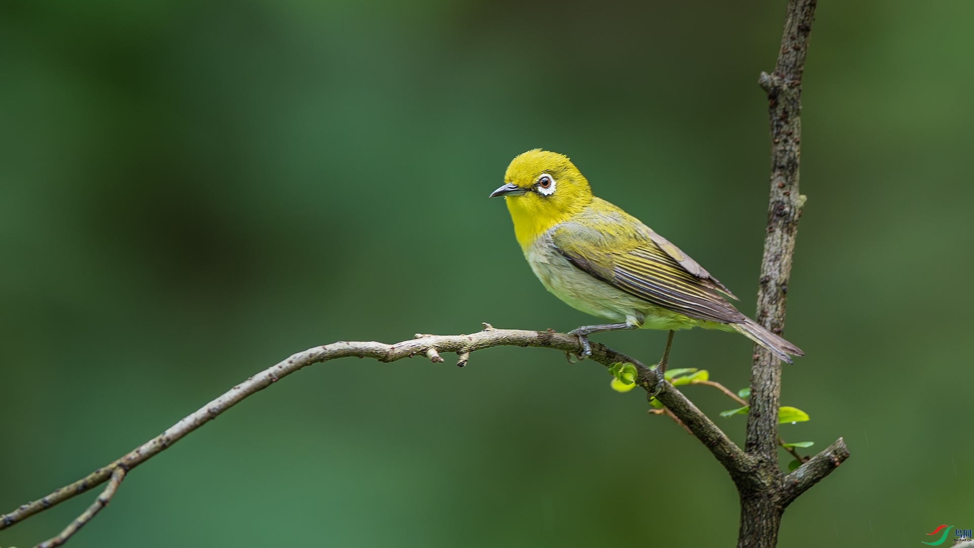 2_XXL6597-����ǿ-NR ����.jpeg