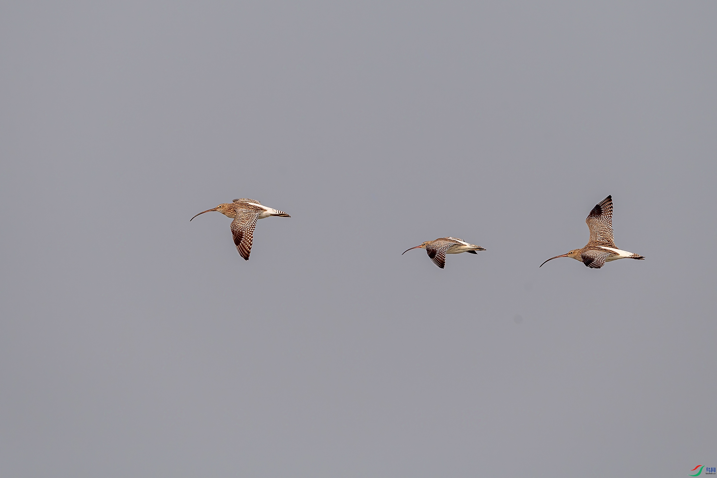 DSC_0262AB.jpg