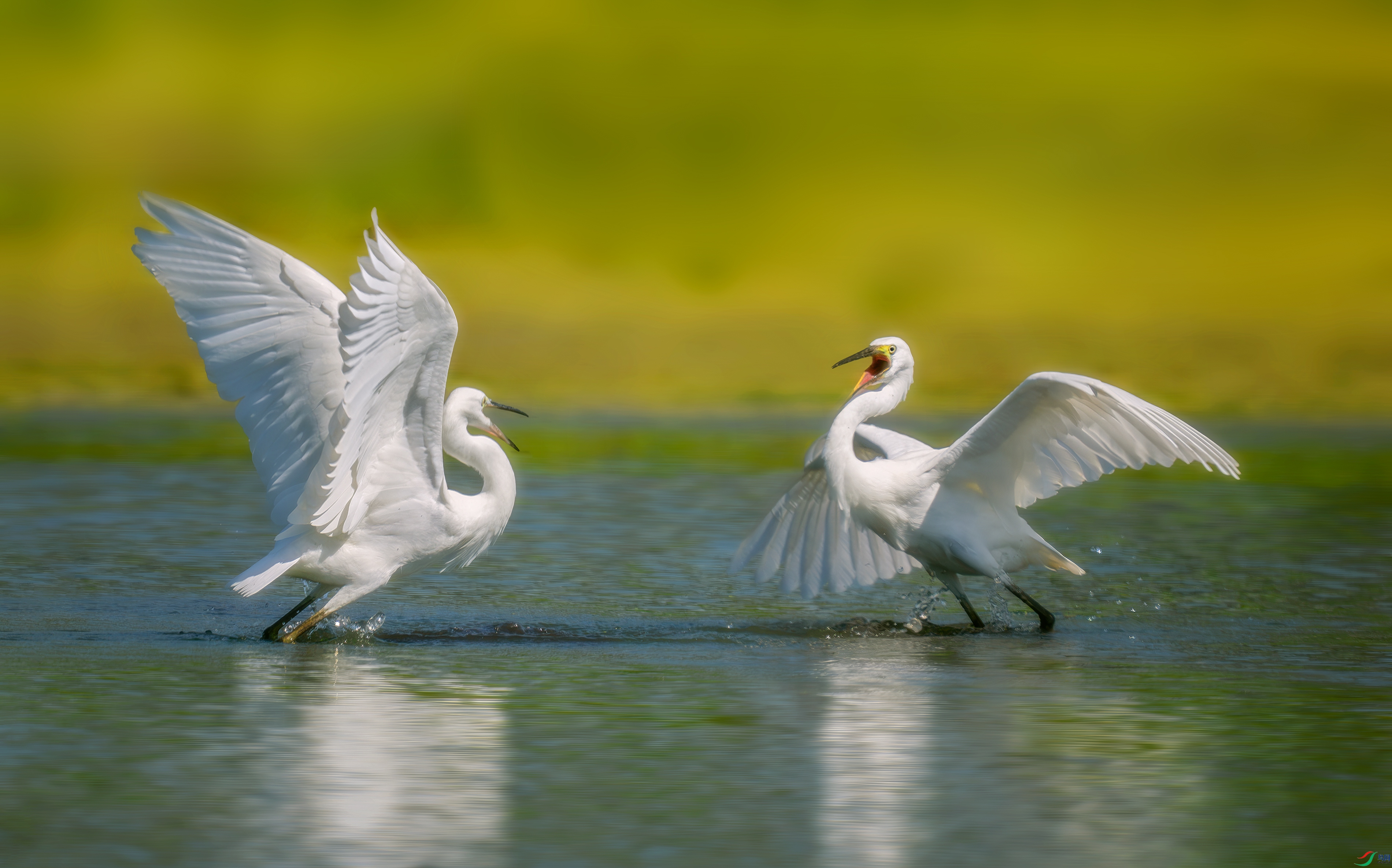 DSC09175-����ǿ-NR ���� 2.jpg