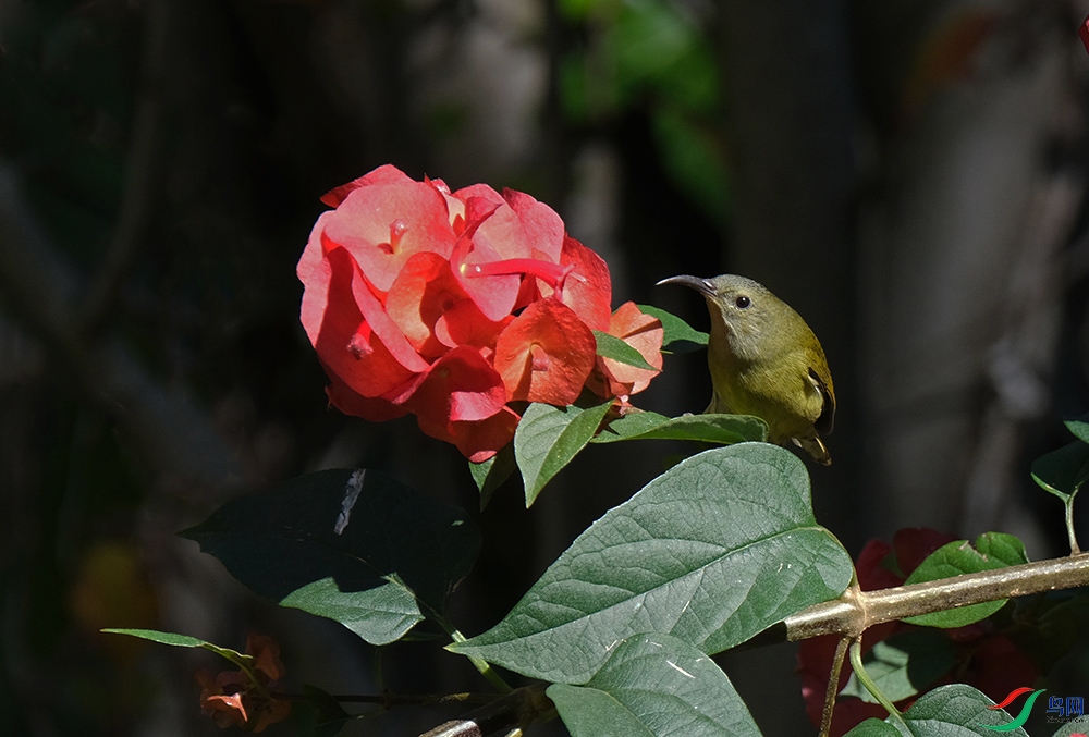 DSCF7408.1.jpg
