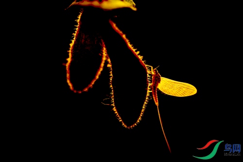_R0A4409.jpg