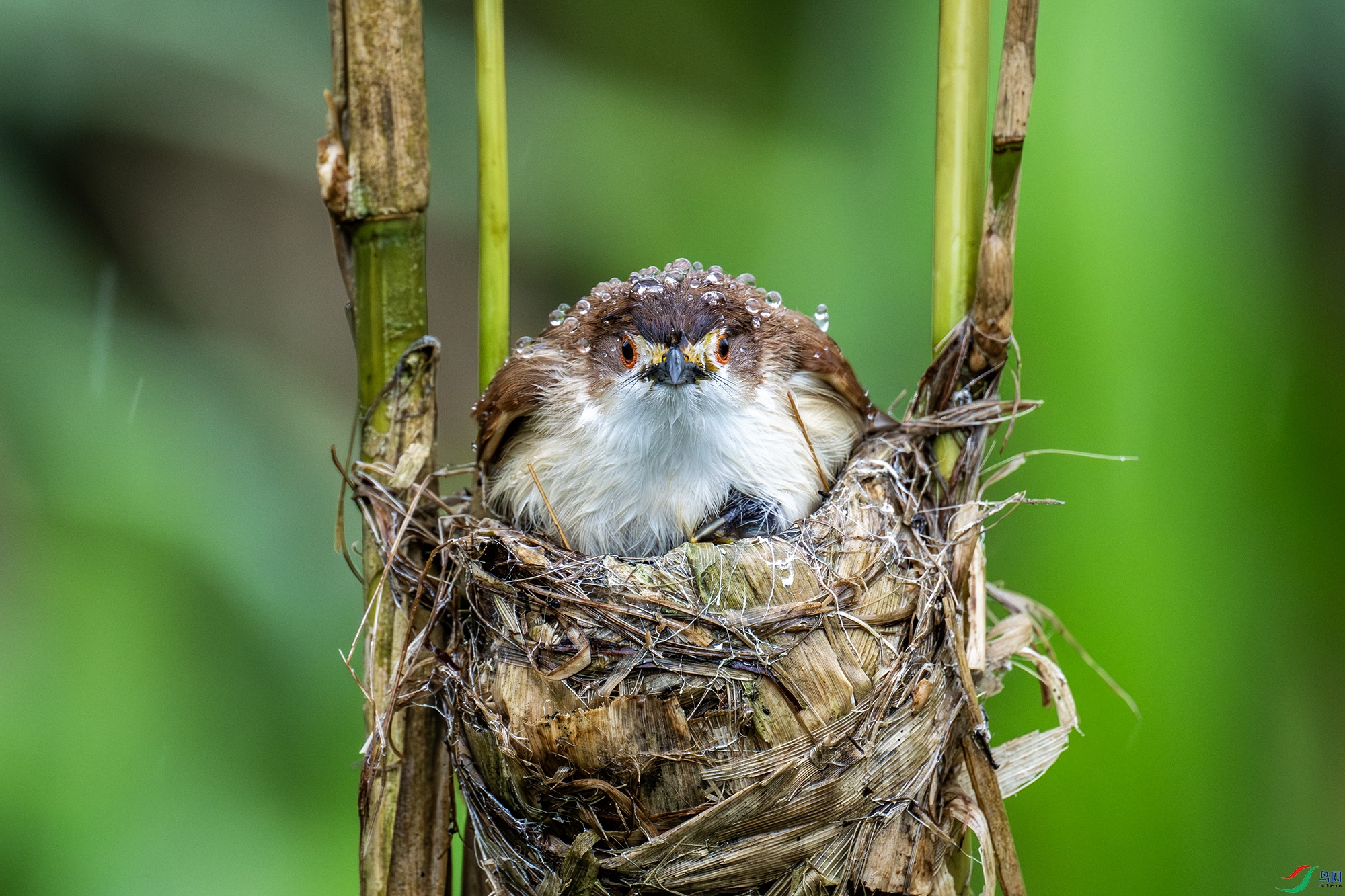 DSC_2012-����ǿ-NR.jpg