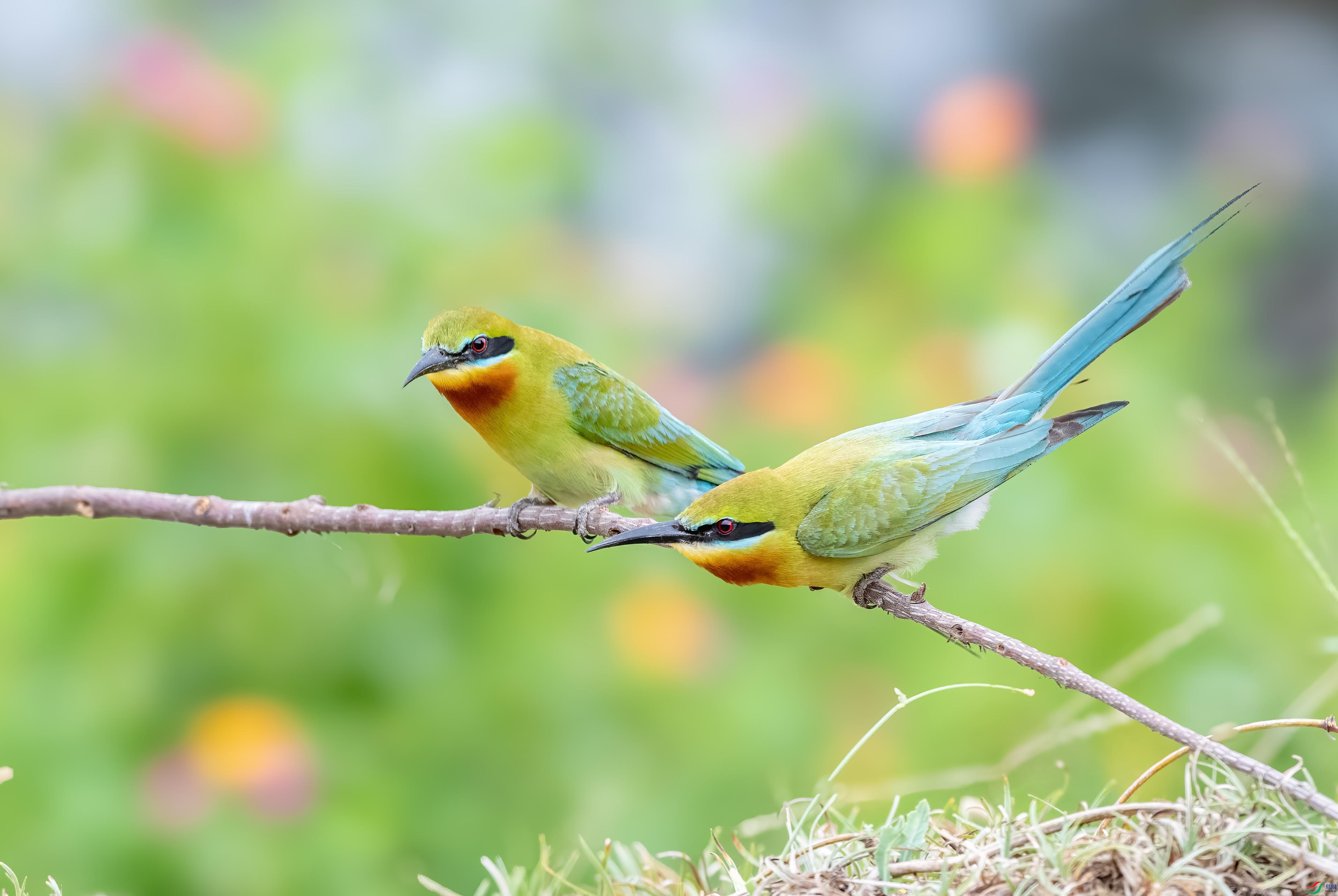 DSC_2394 ����.jpg