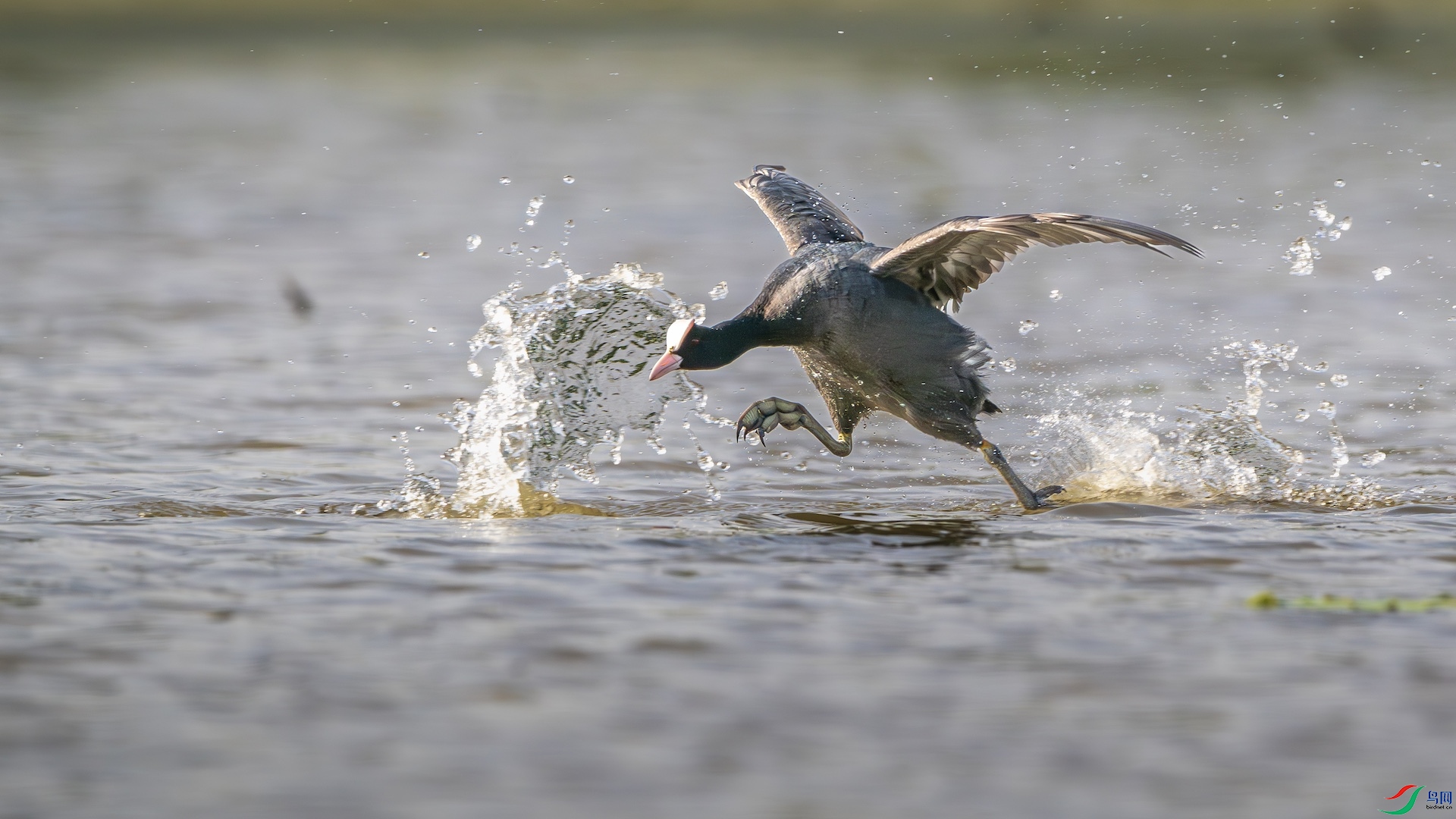 1_XXL0575-����ǿ-NR ����.jpeg