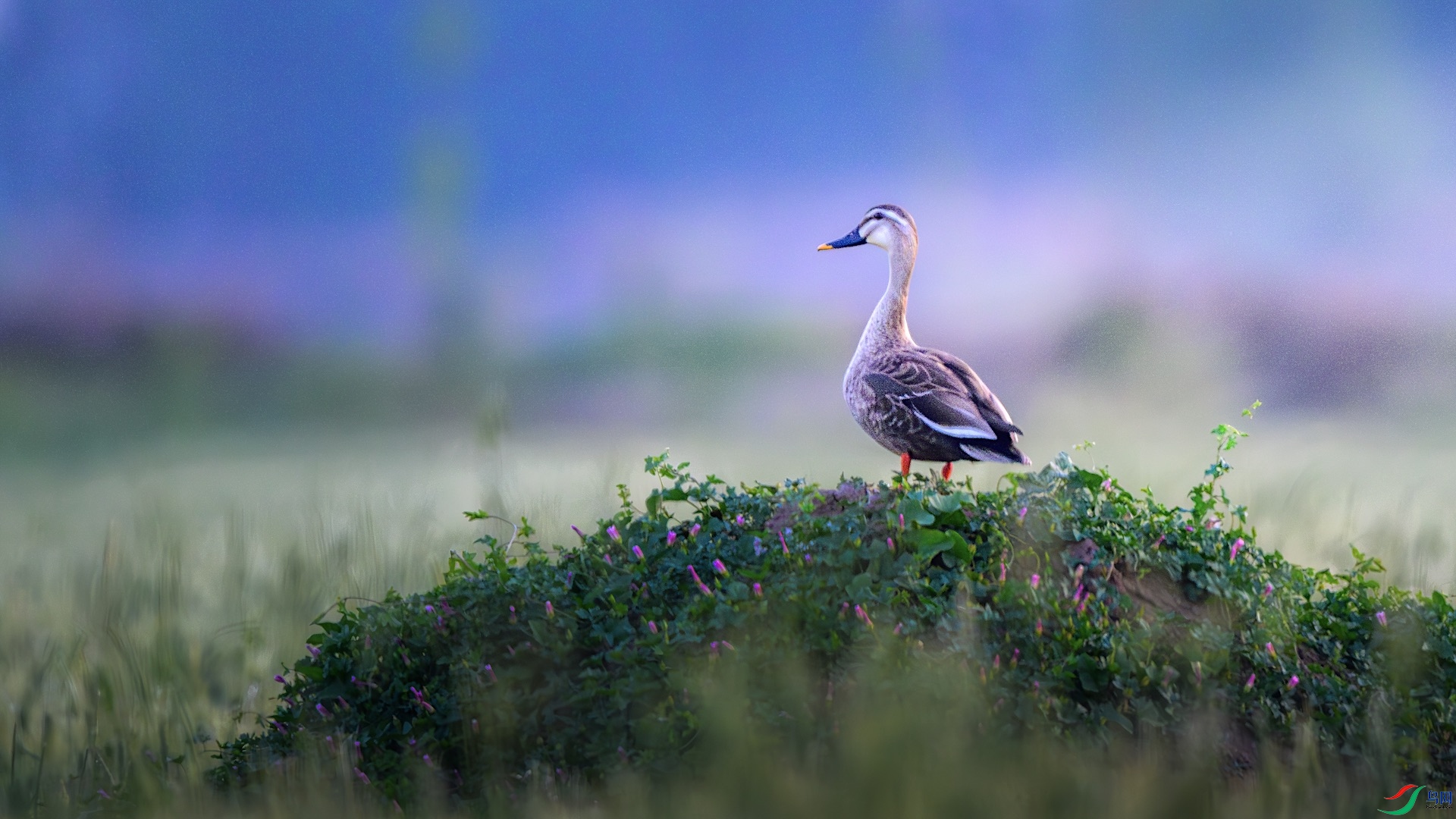 1_XXL0966-����ǿ-NR ����.jpeg