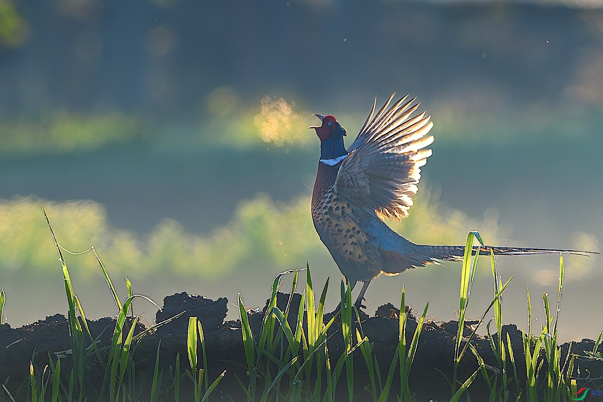 1_XXL4861-����ǿ-NR ����.jpeg