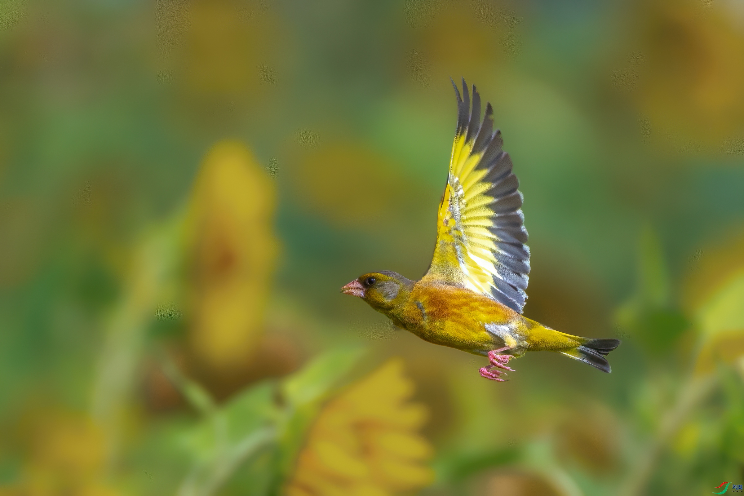 DSC_8263AB.jpg