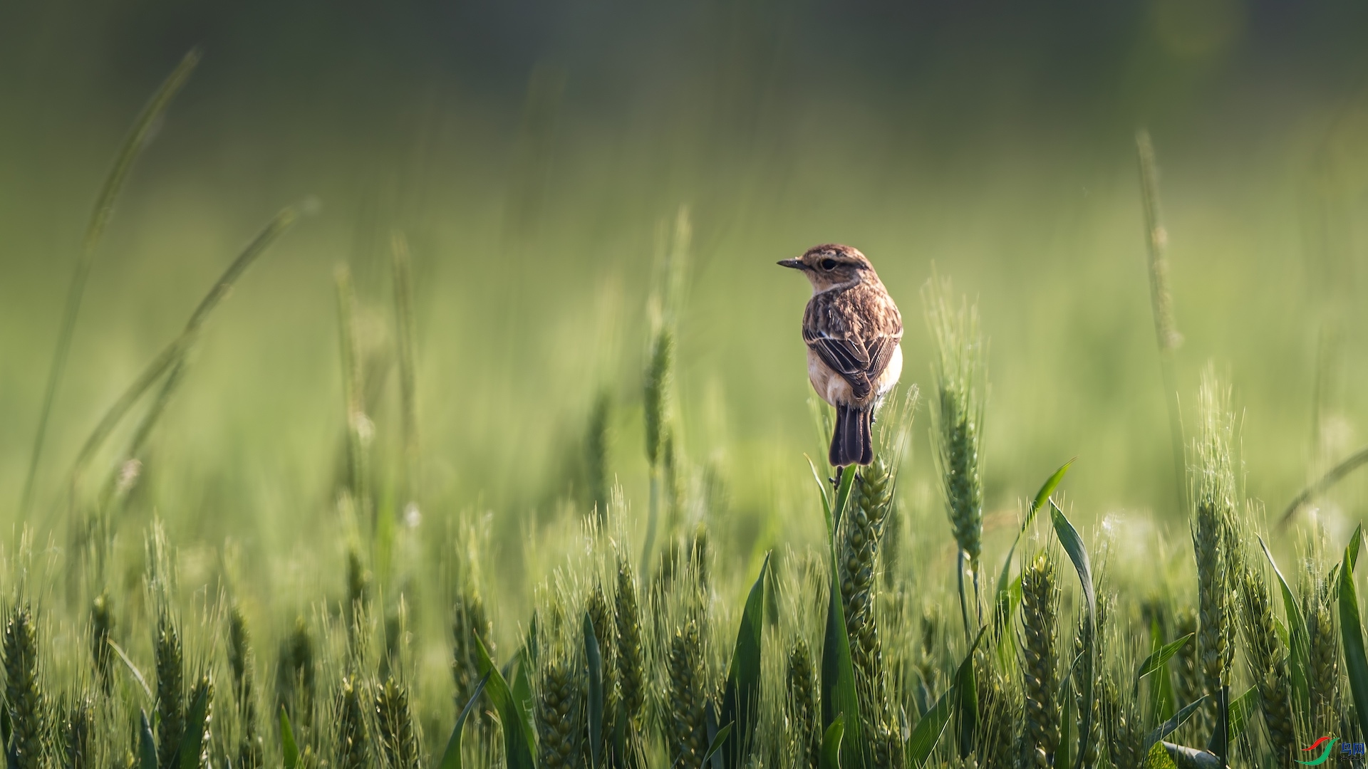 1_XXL9500-����ǿ-NR ����.jpeg