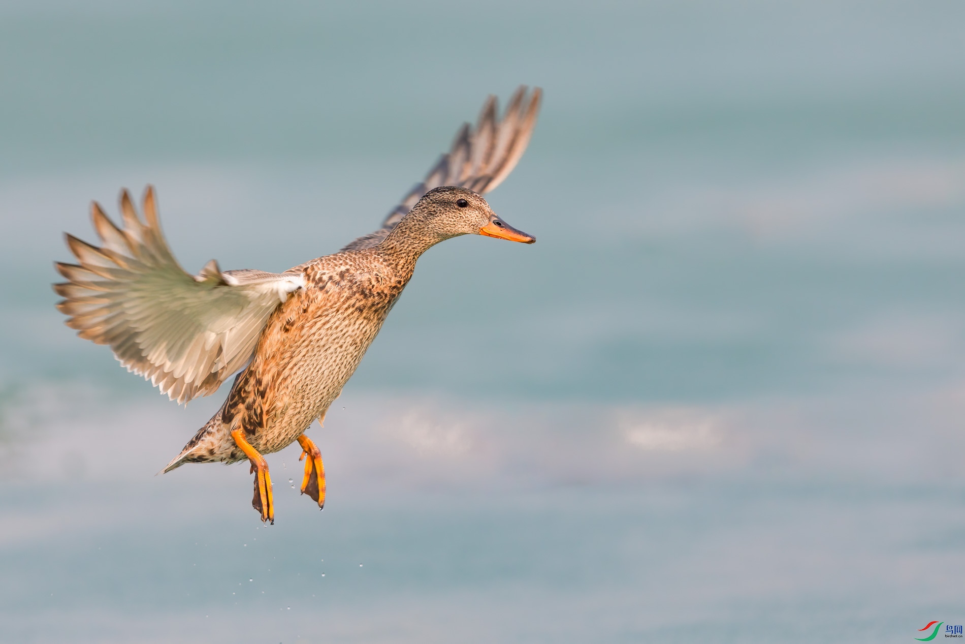 AQ4P1674-1.jpg