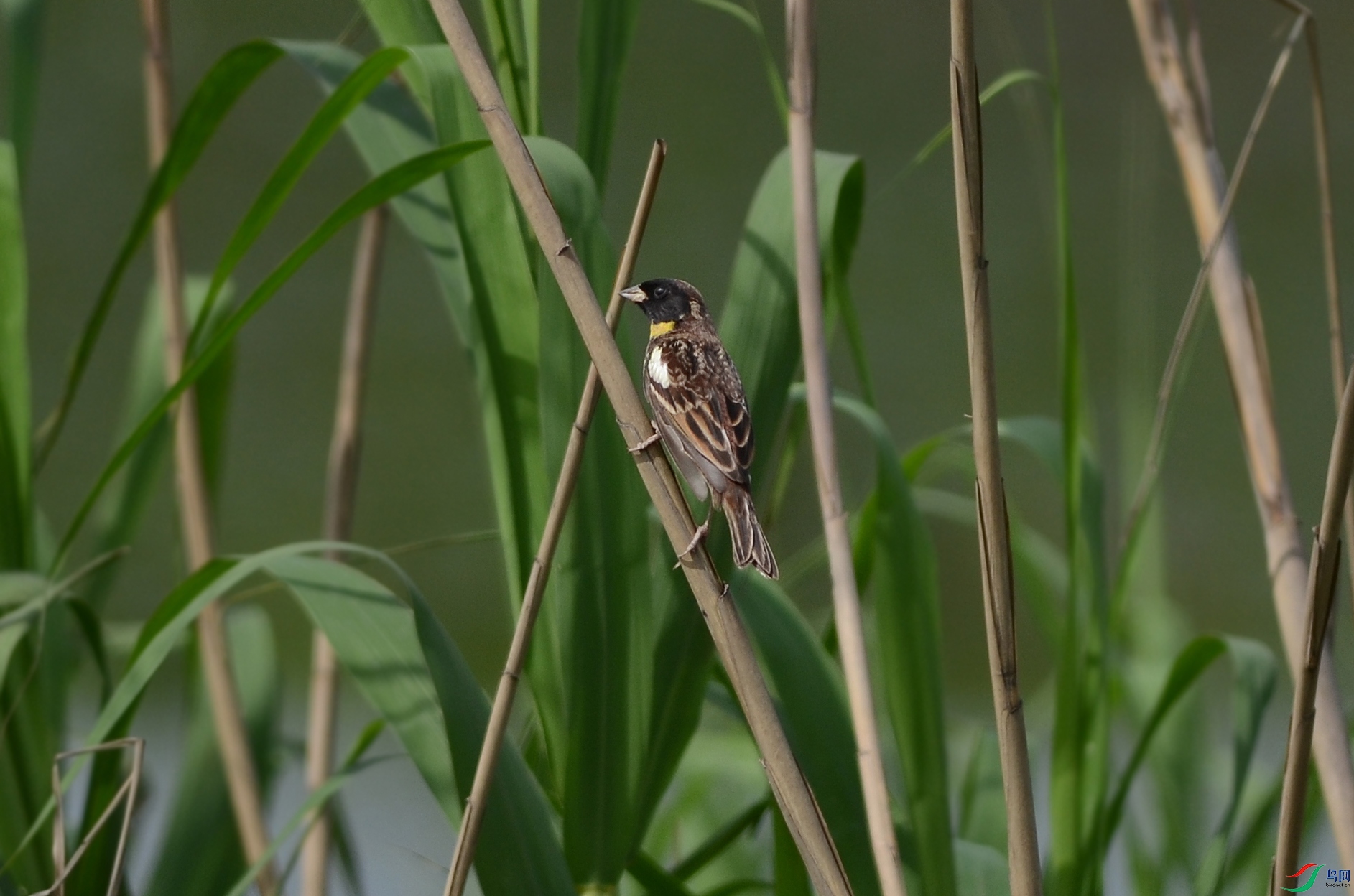 GSH_7289a.jpg