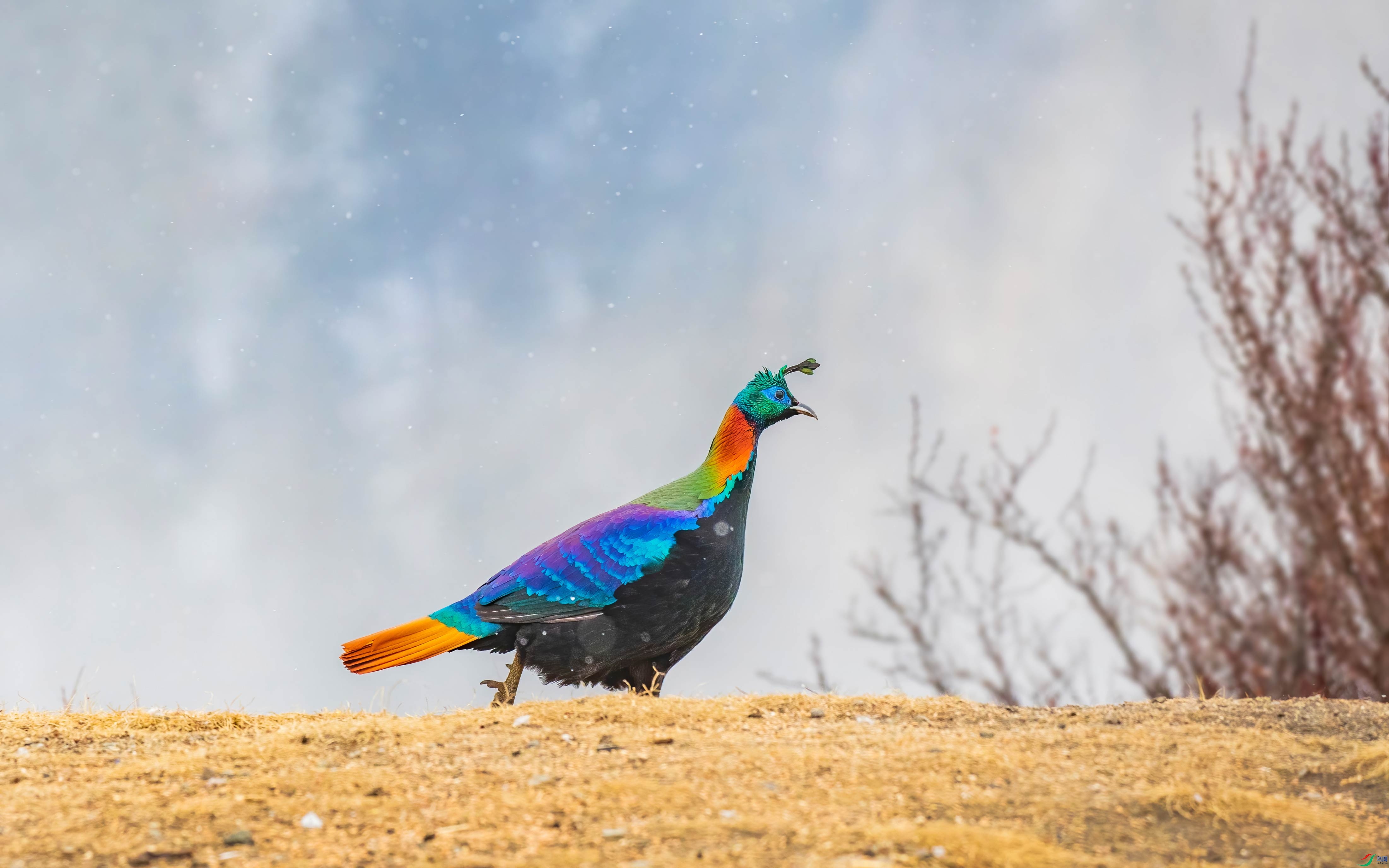 4A0A1772-����-DeNoiseAI-standard.jpg