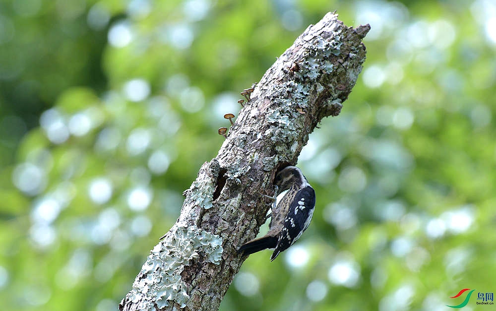 DSC_4347.JPG