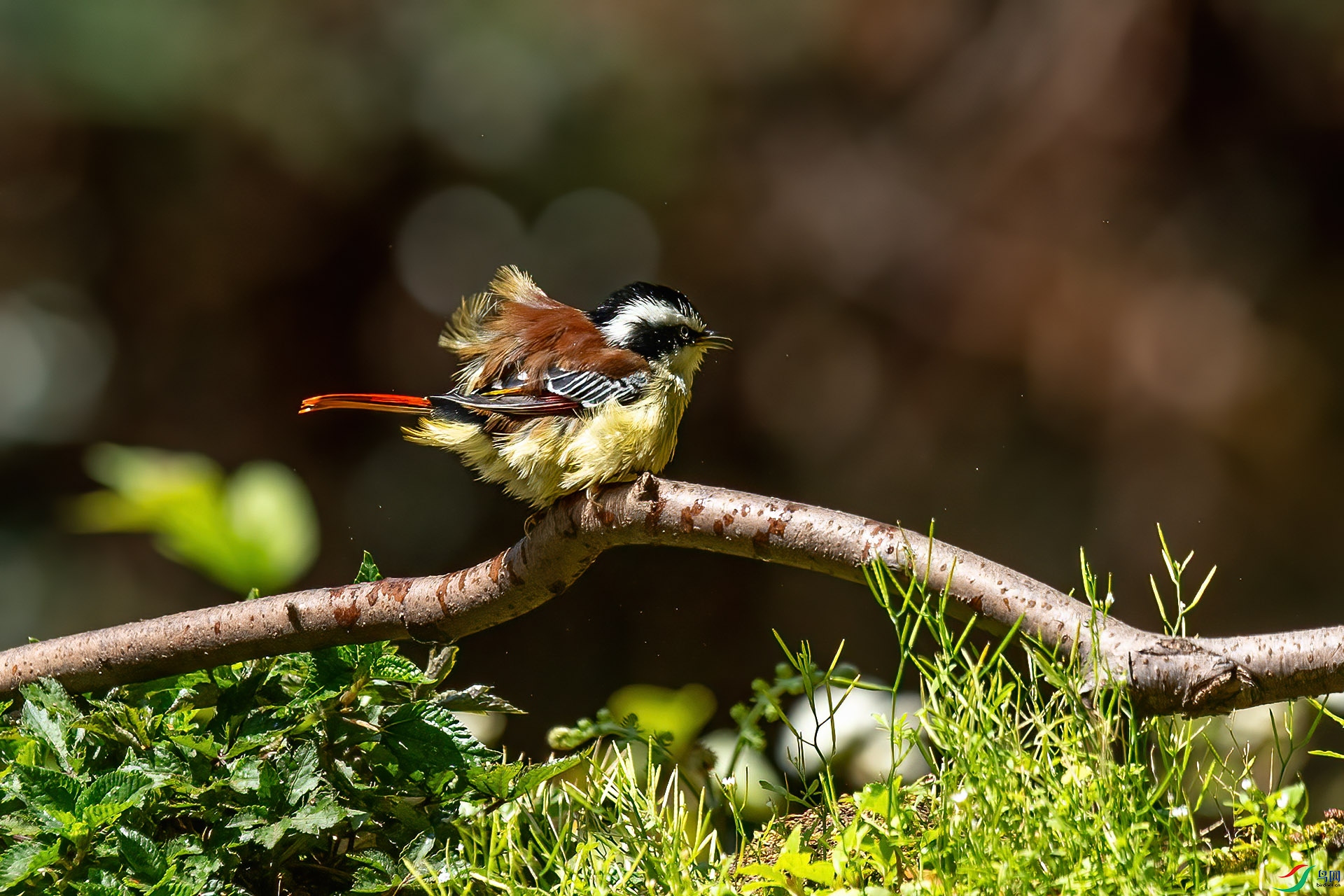 DSC_7701.jpg