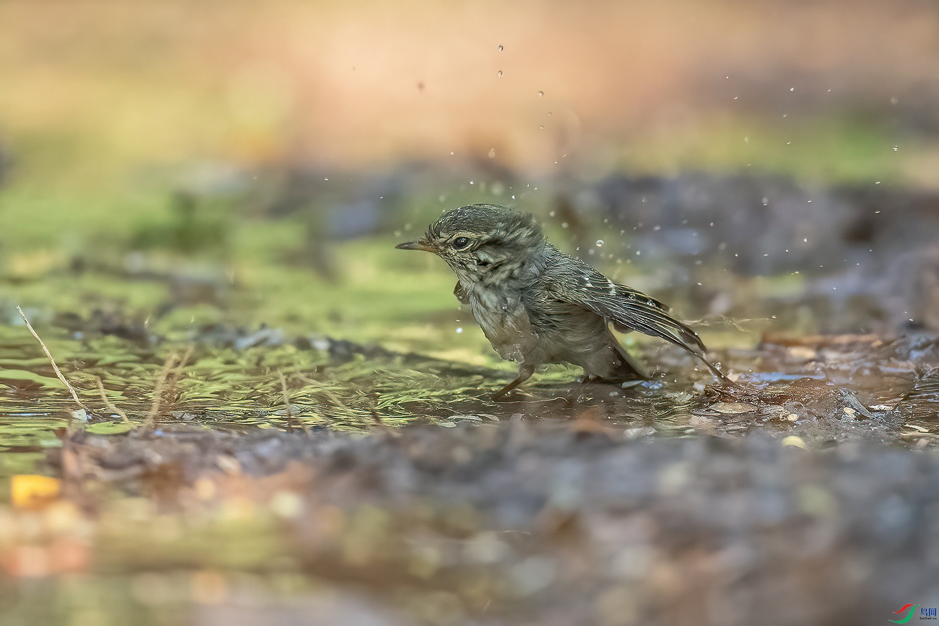 DSC_4786.jpg