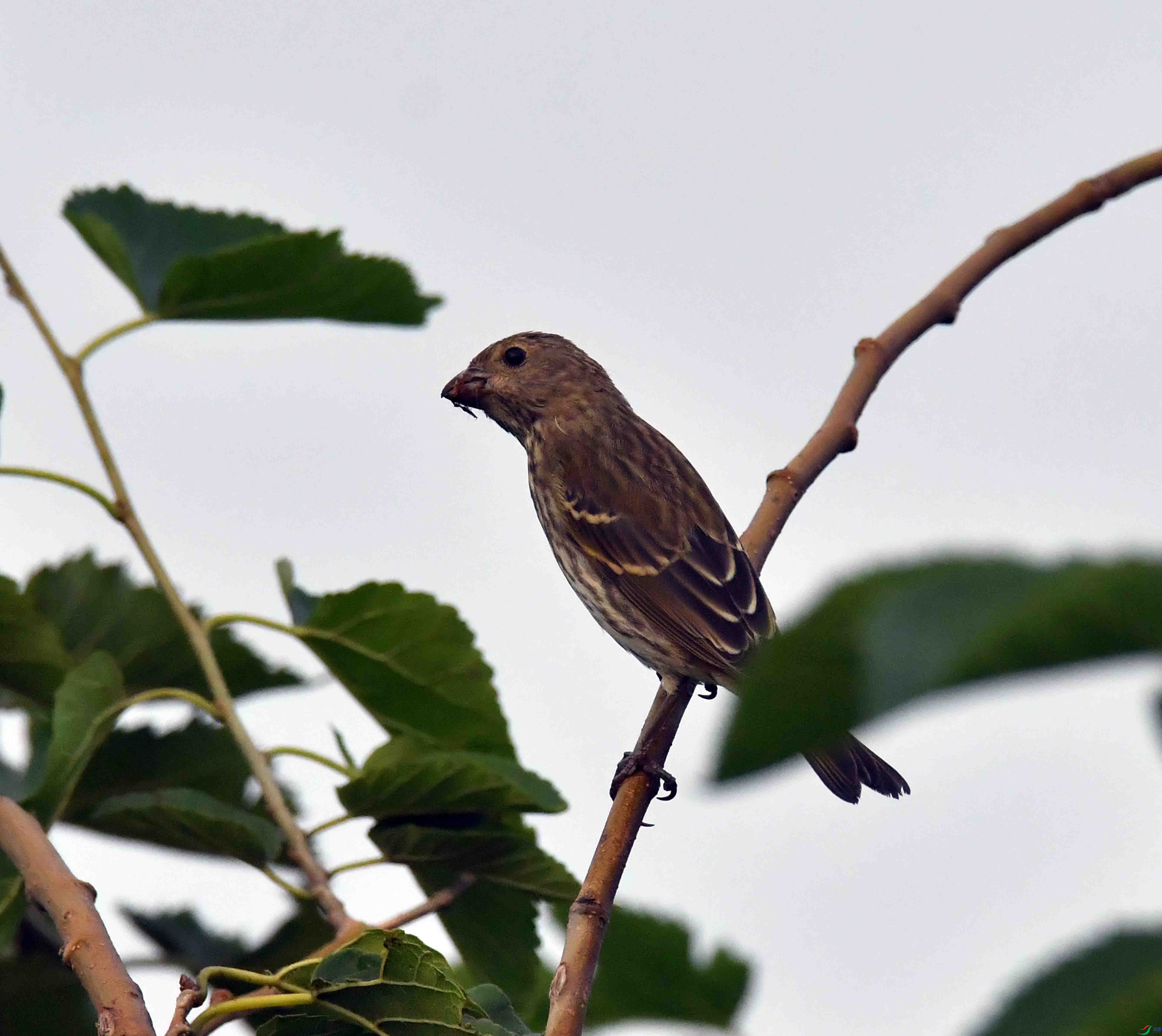 DSC_2757.JPG