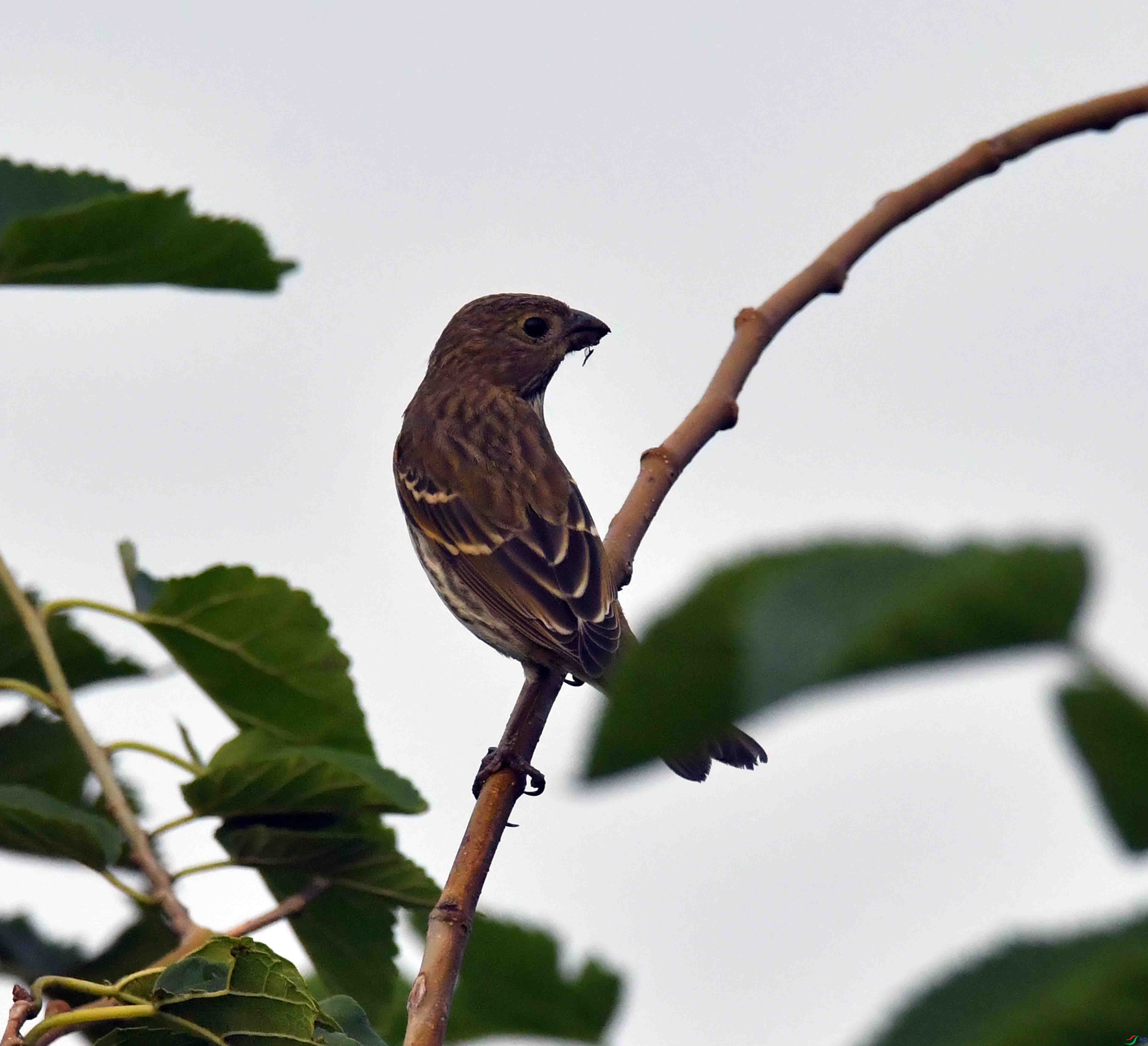 DSC_2754.JPG