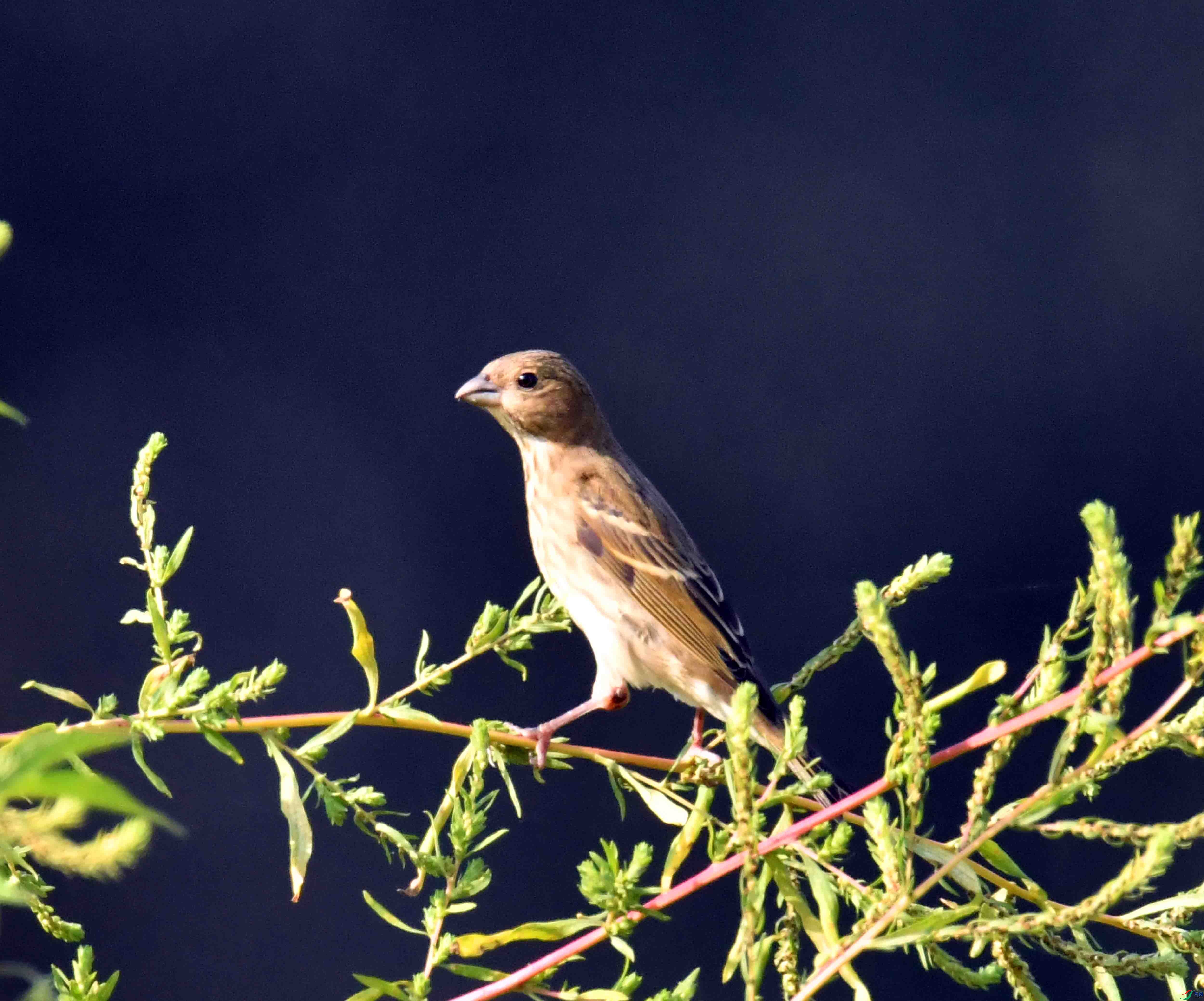DSC_3136.JPG