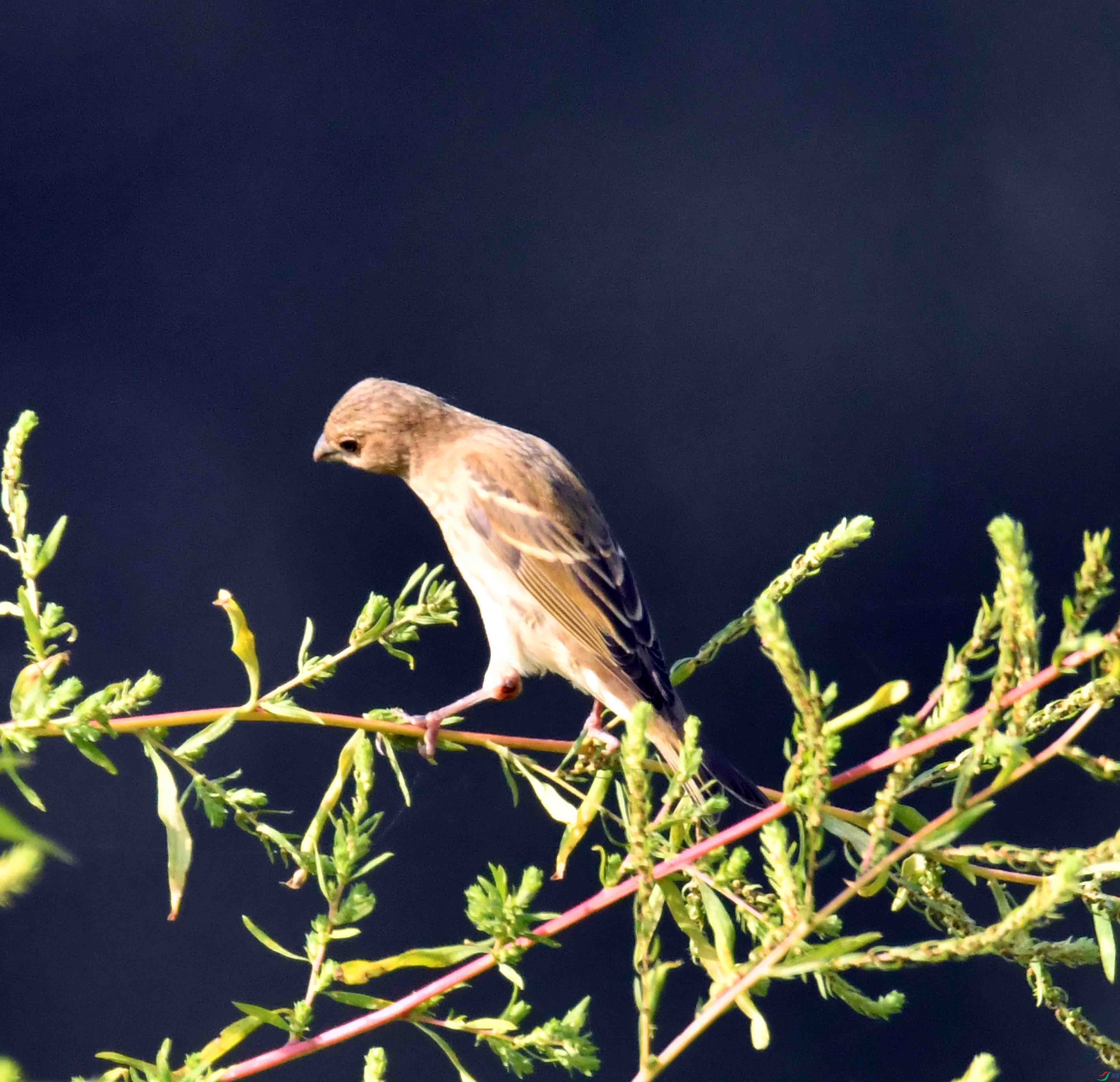 DSC_3135.JPG