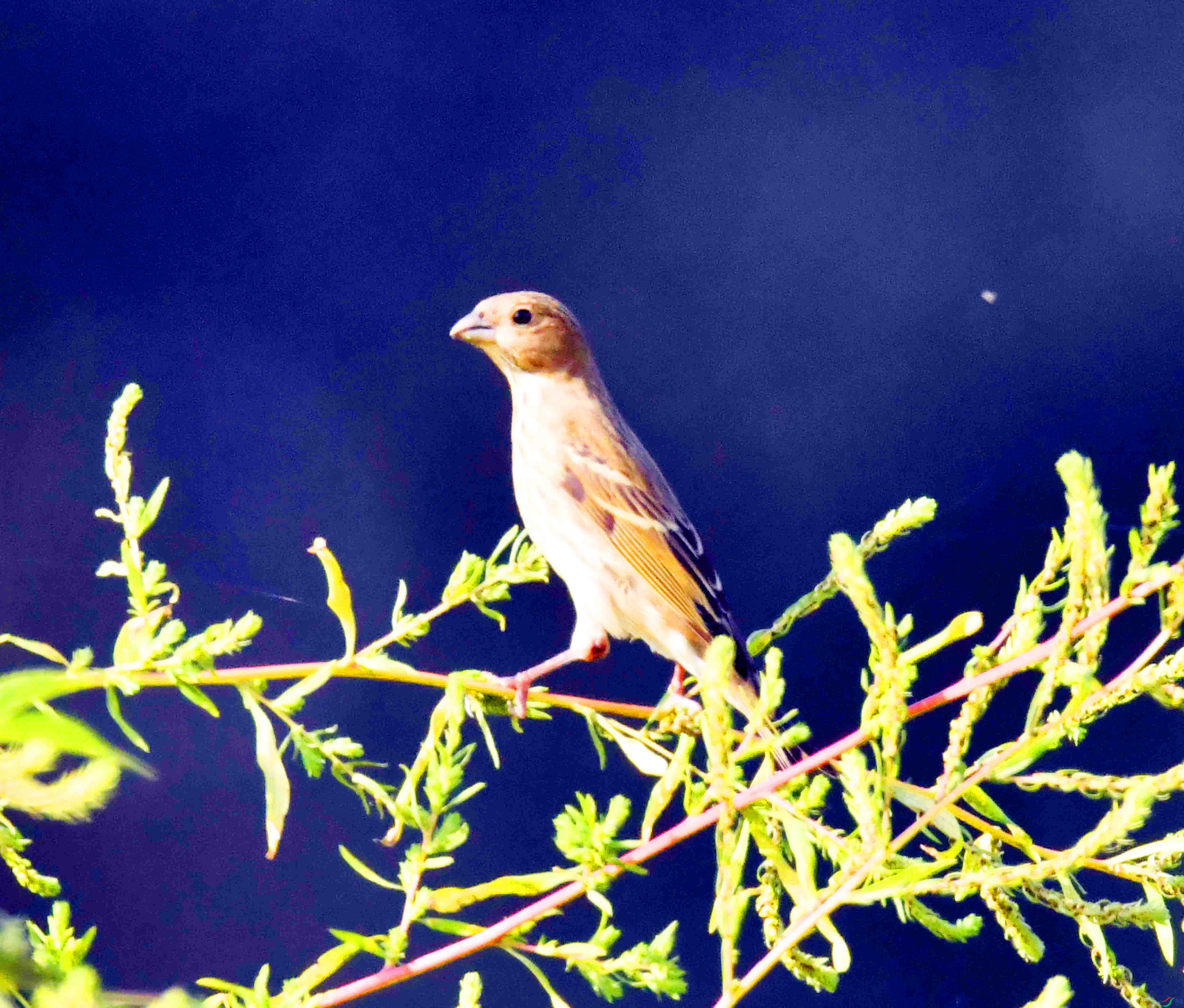 DSC_3139.JPG