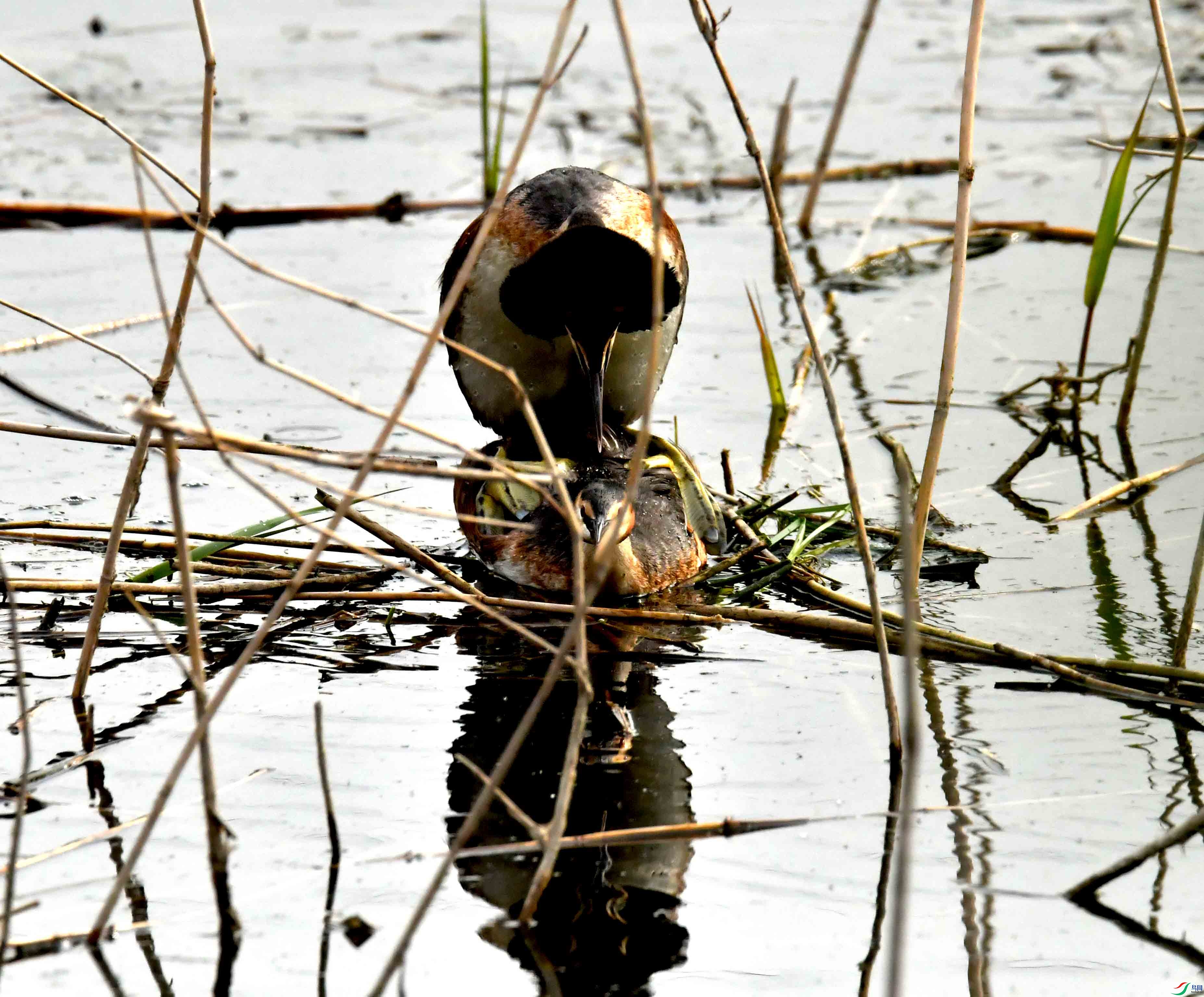 DSC_9567.JPG