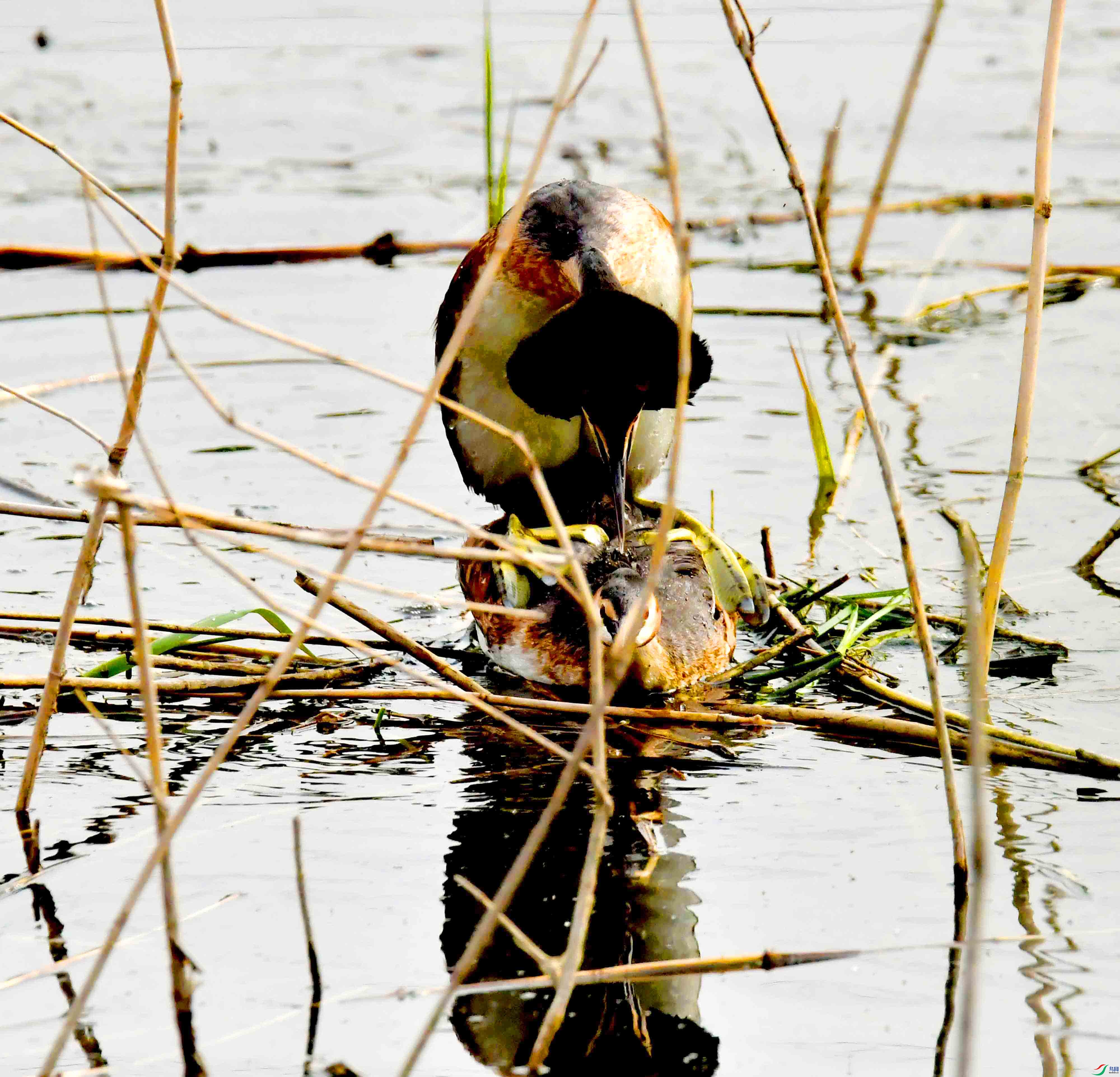 DSC_9566.JPG