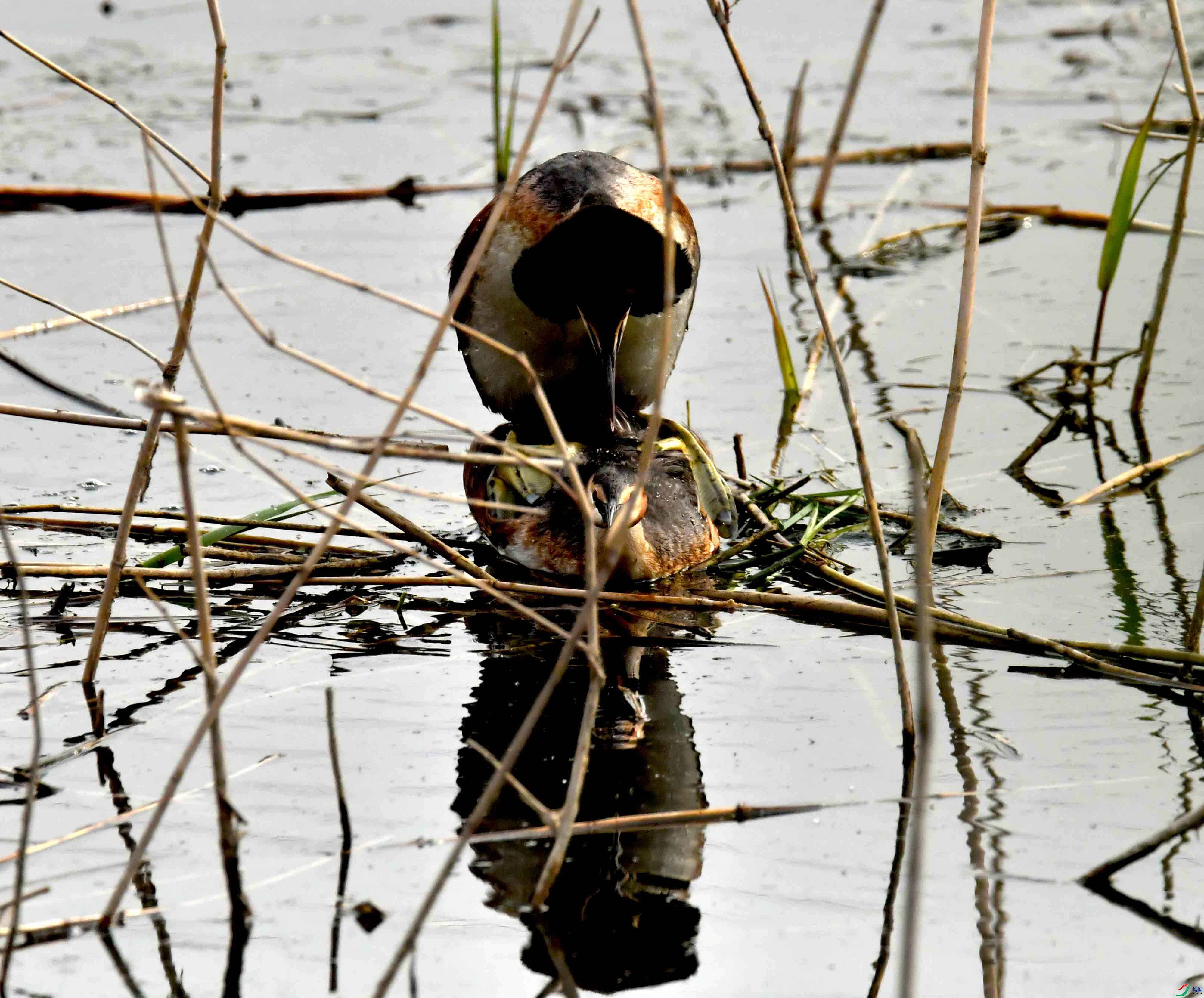 DSC_9569.JPG