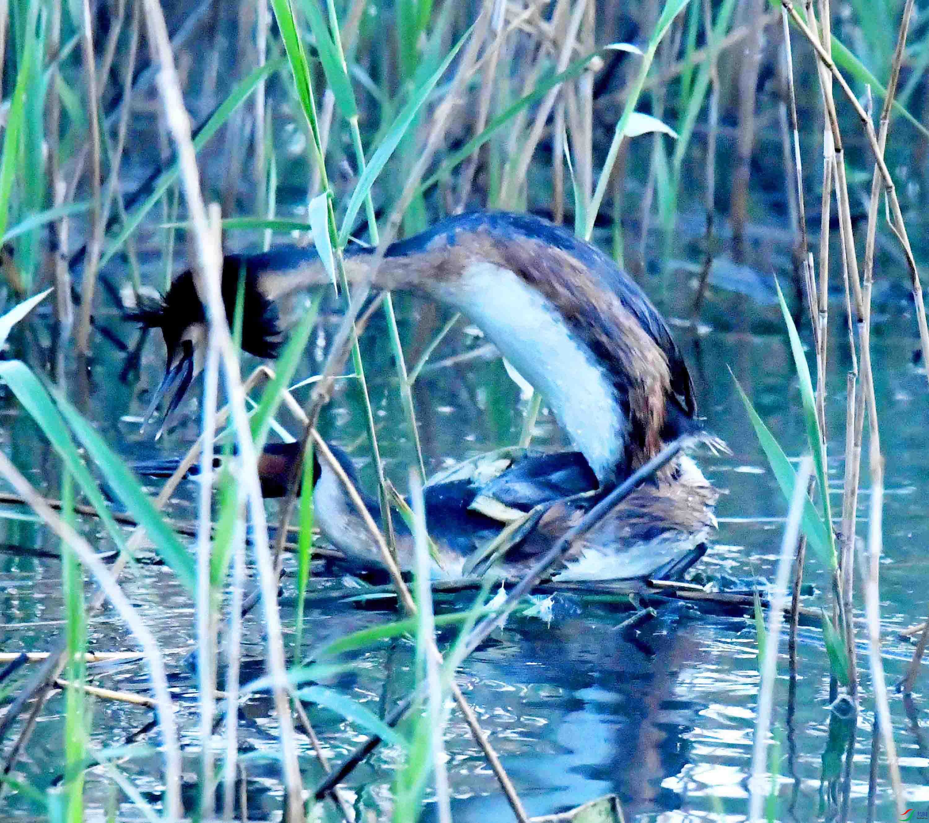 DSC_9925.JPG