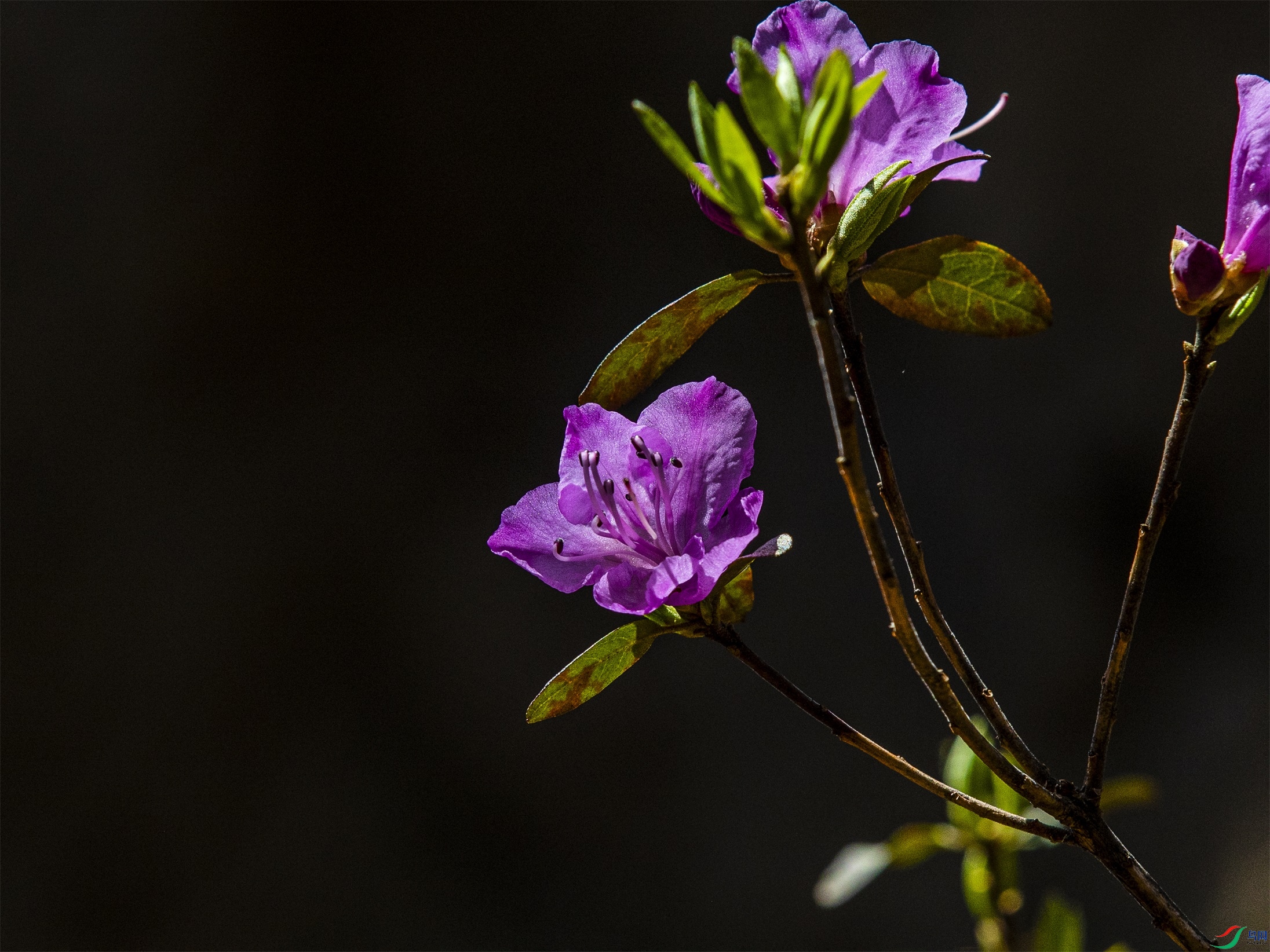 CY4A6091 ����1.jpg