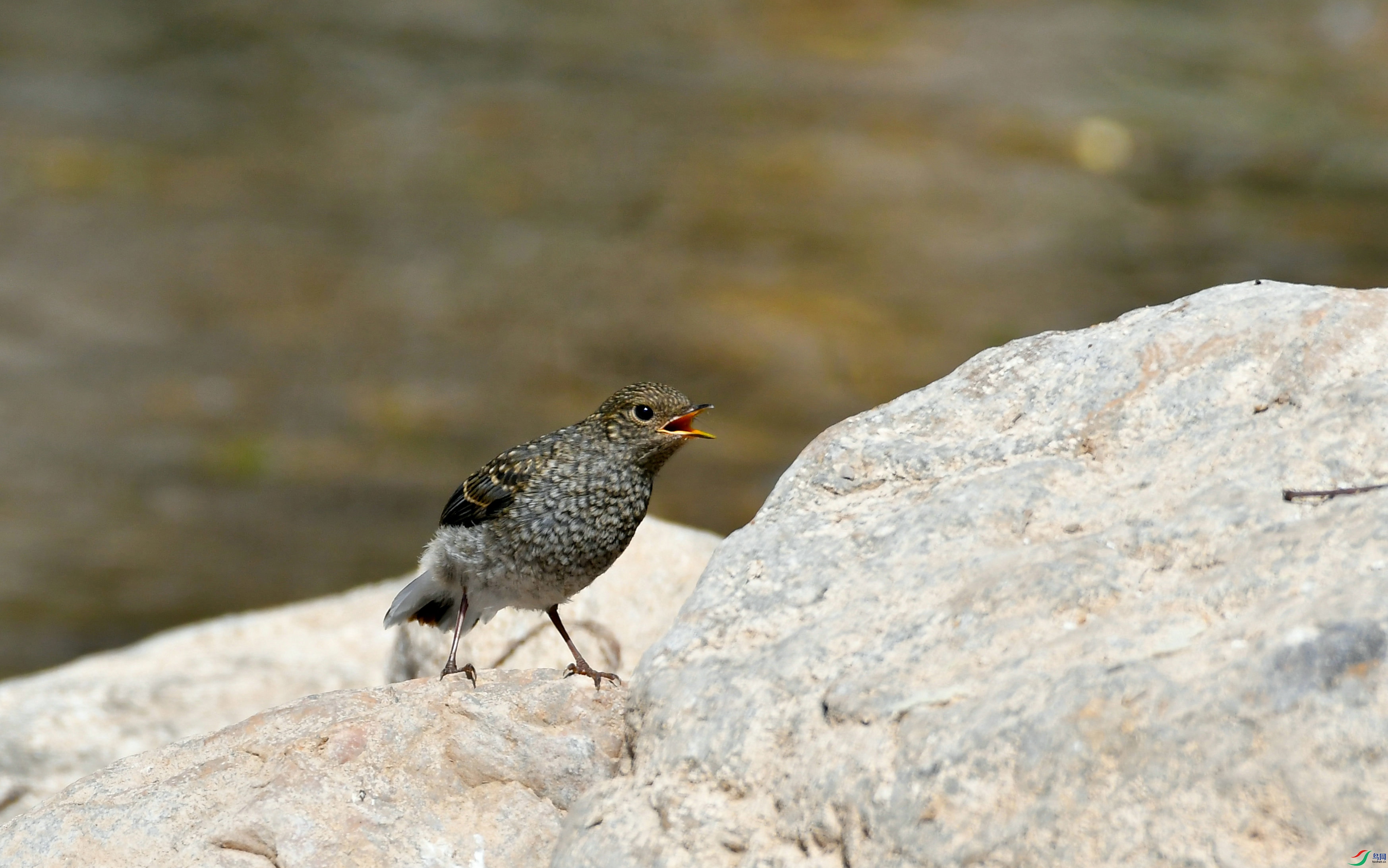 DSC_1947.JPG
