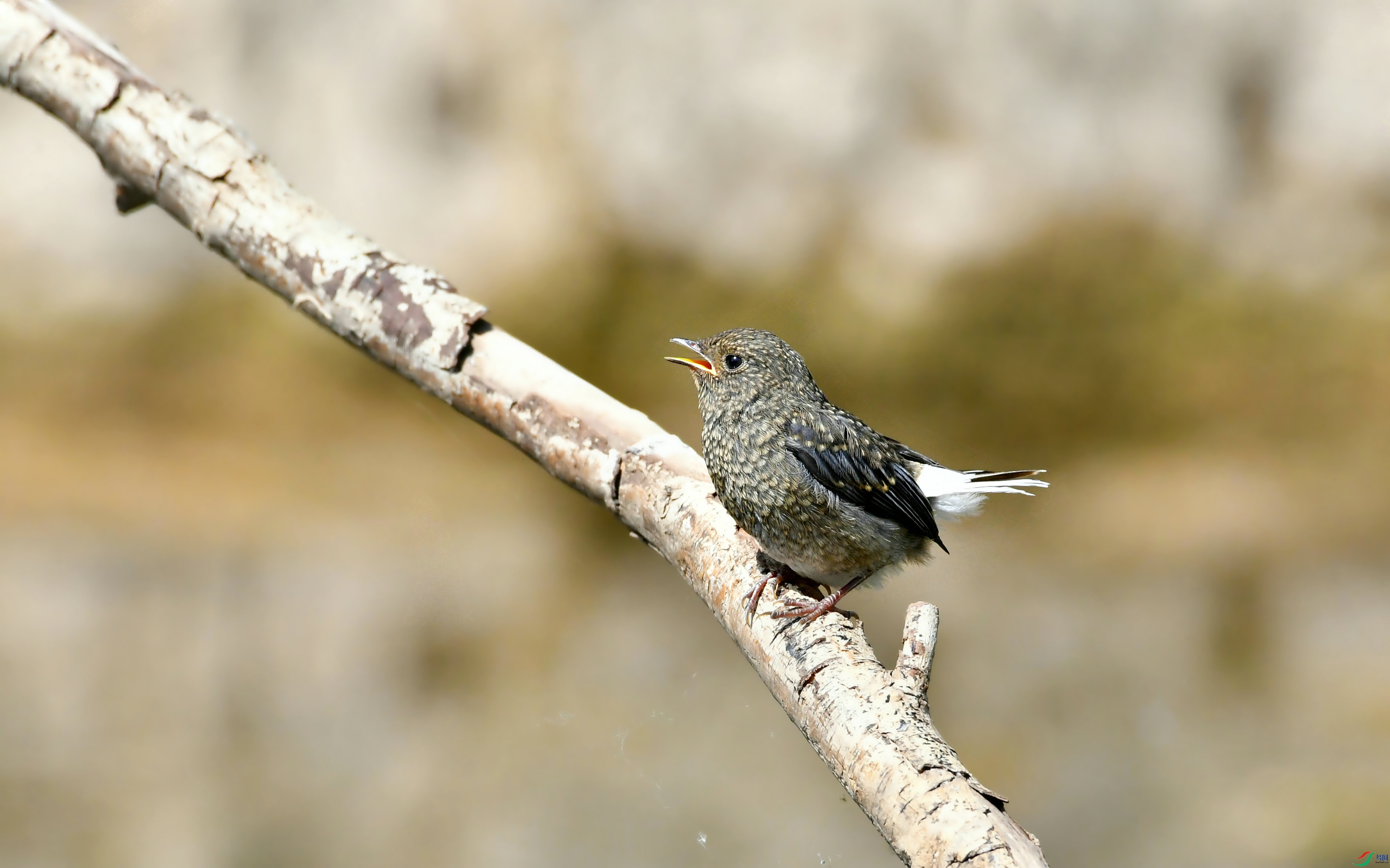 DSC_2016.JPG