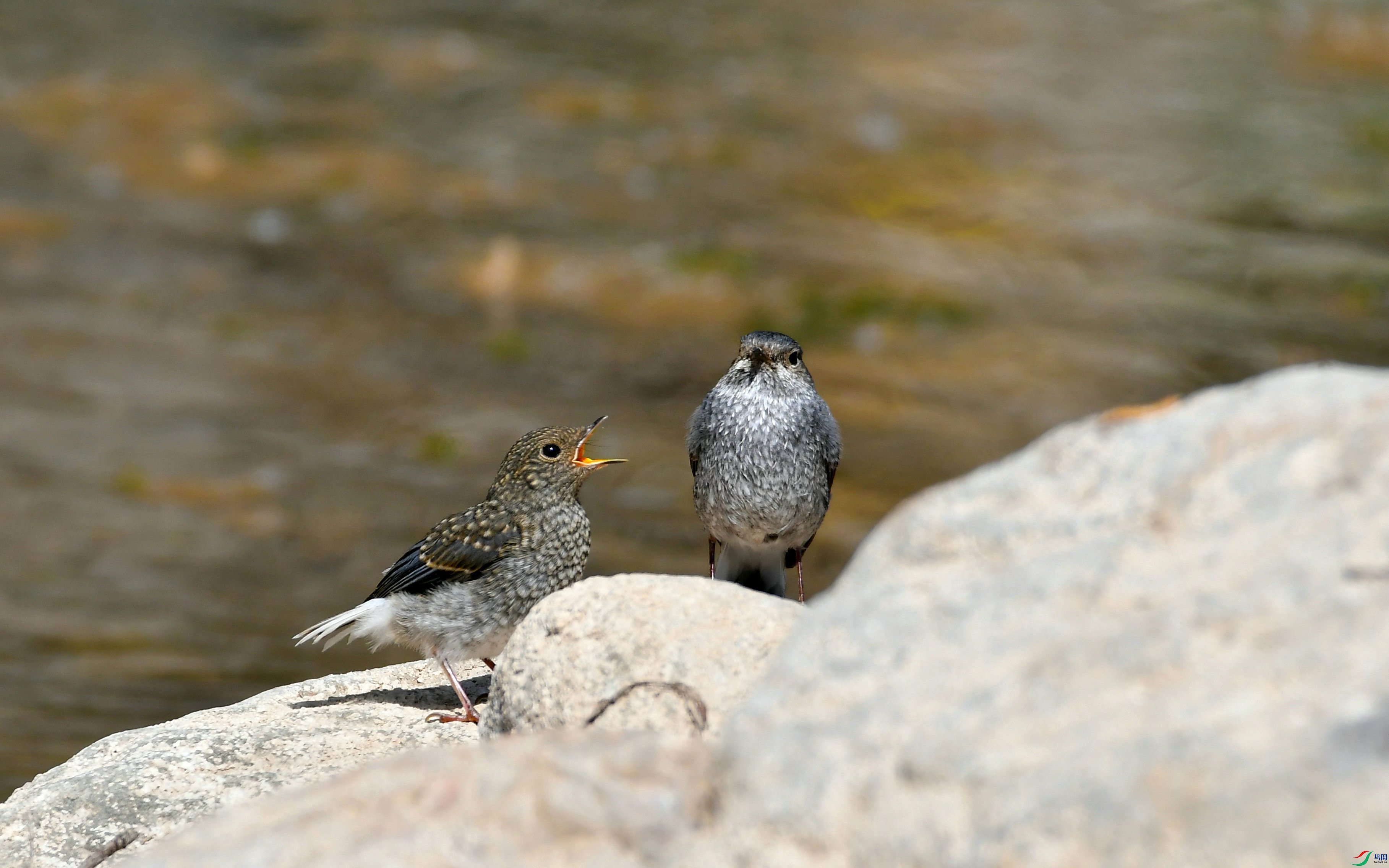 DSC_1932.JPG