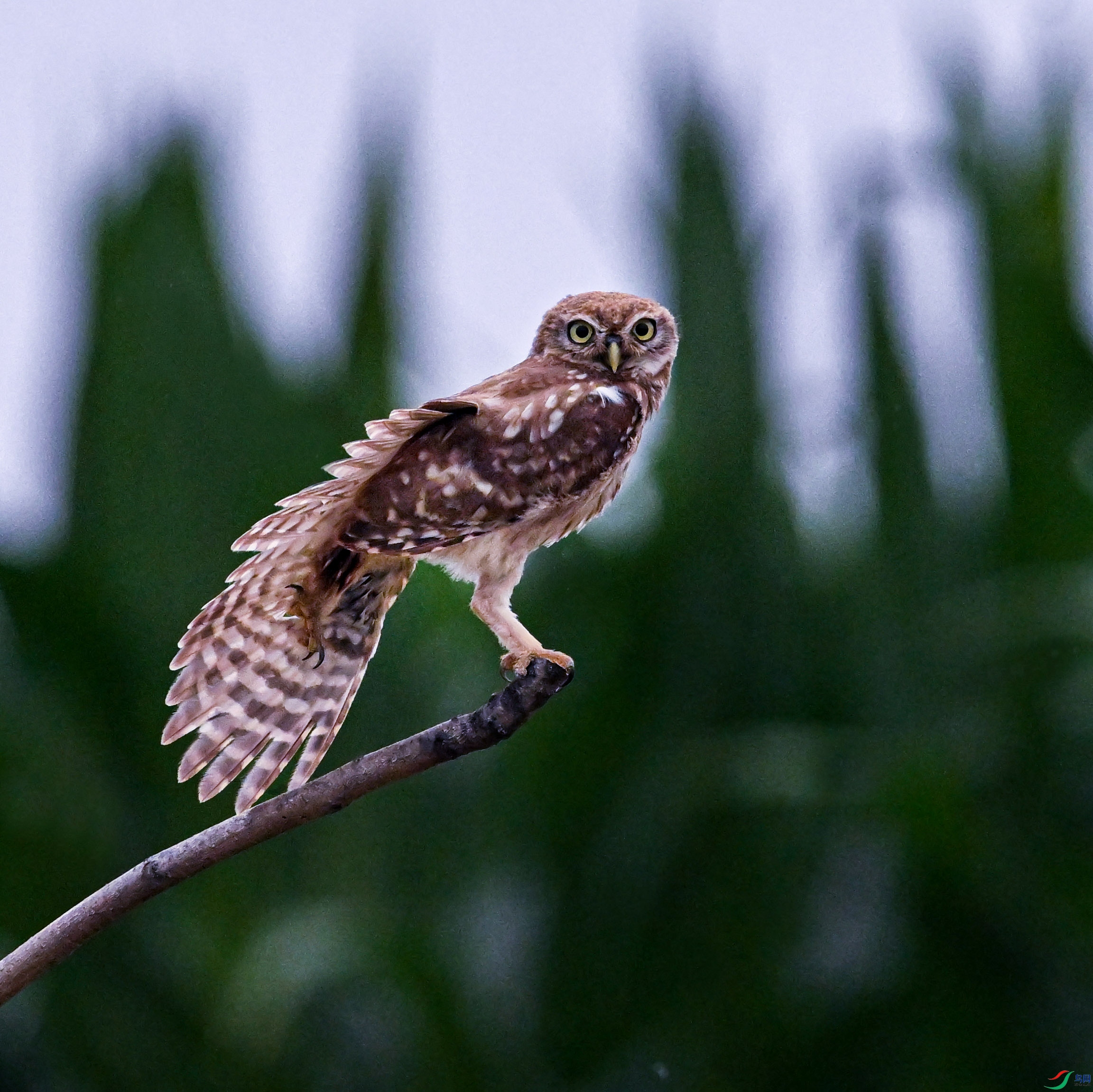 DSC_5234.jpg