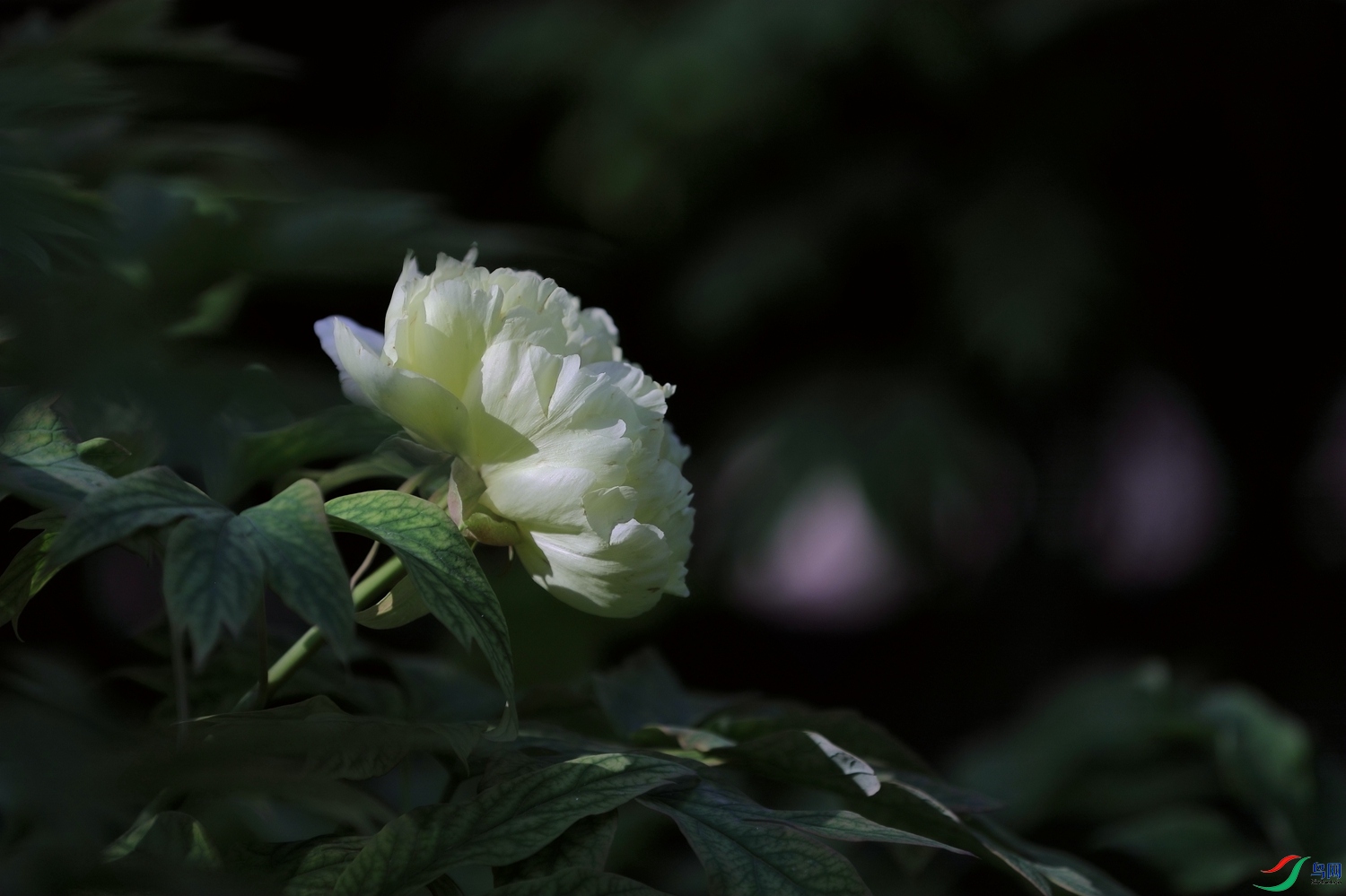 3X7A5789.JPG