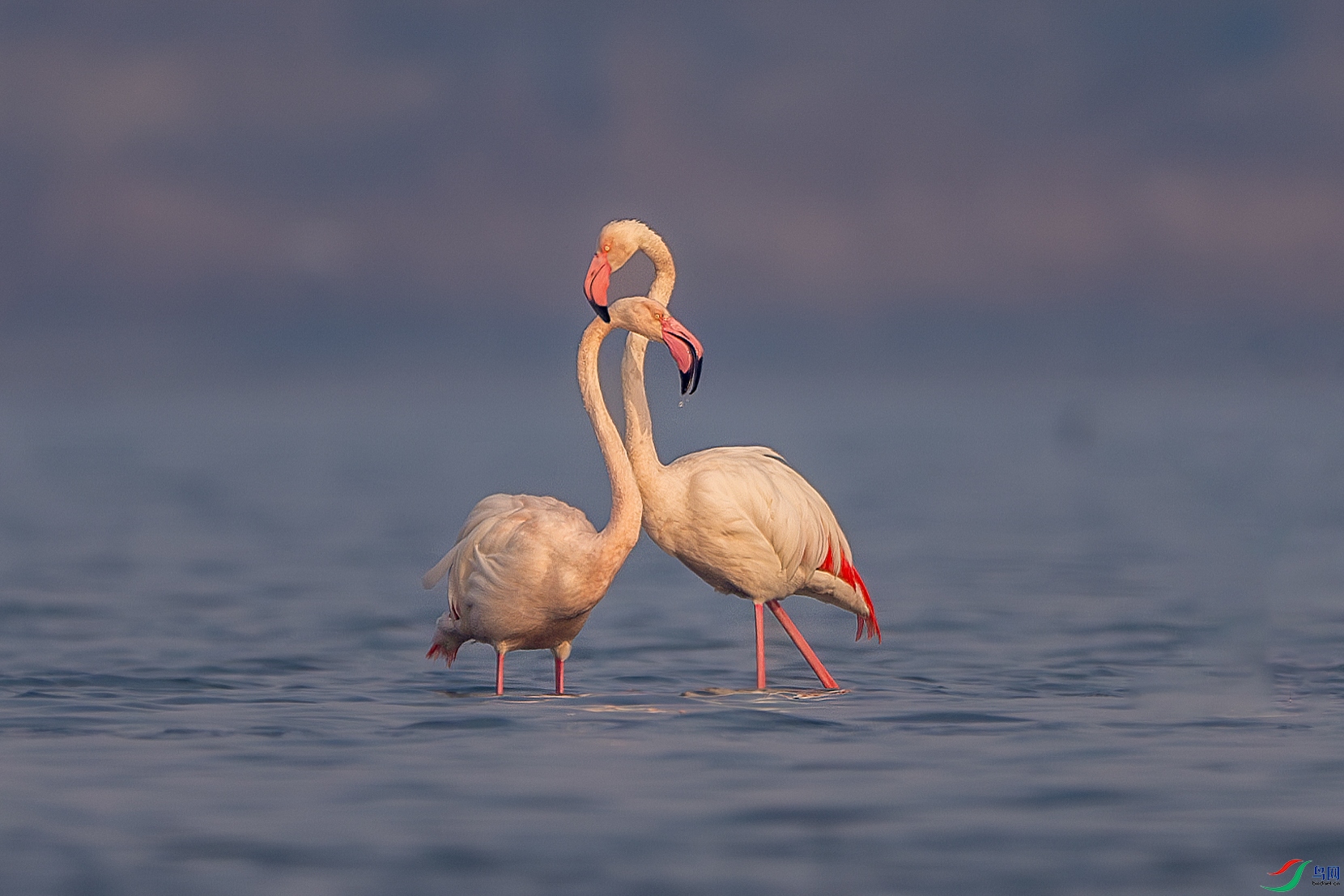 _DSC3908-����ǿ-NR ����.jpg