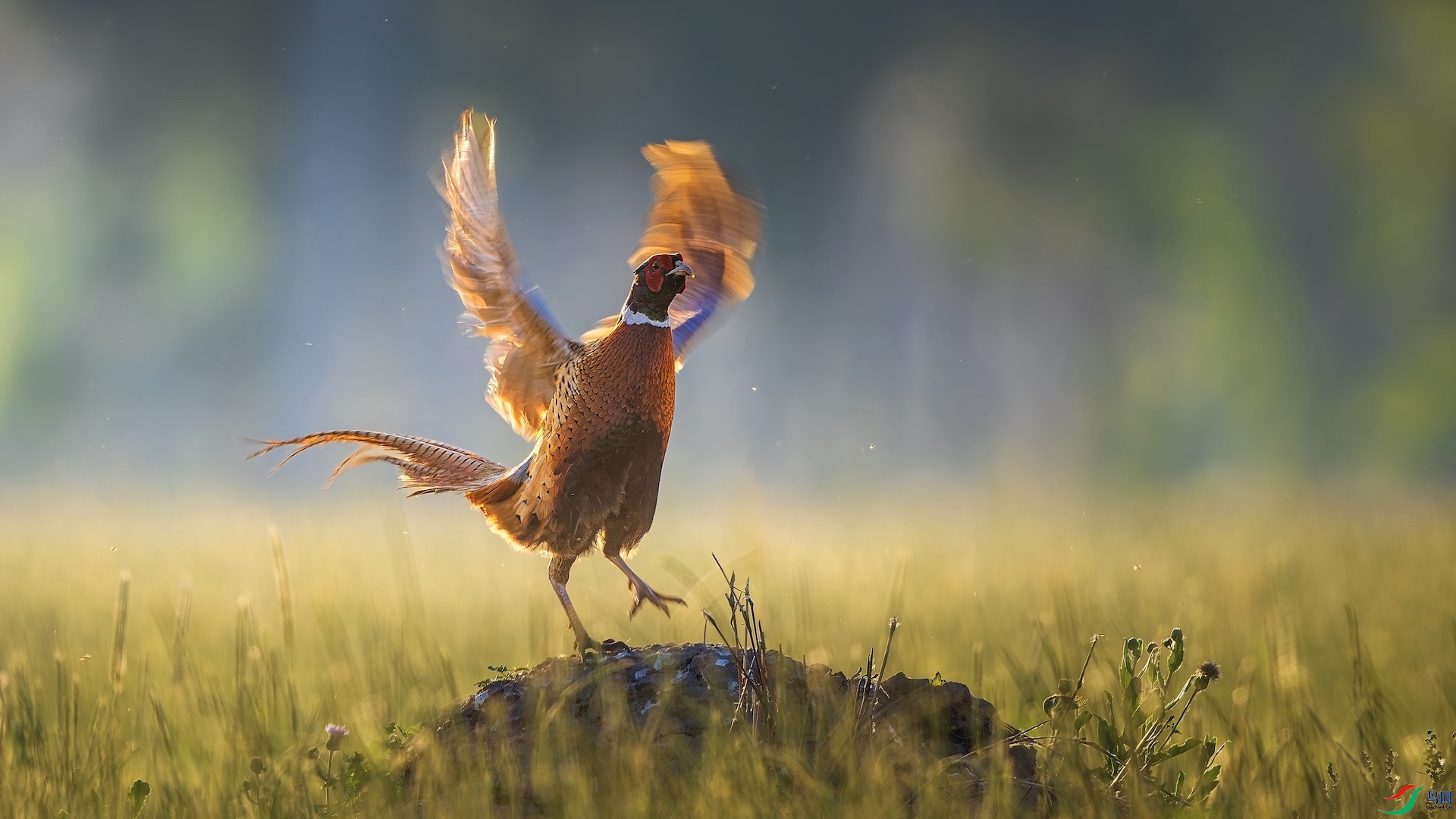 1_XXL1326-����ǿ-NR ����.jpeg